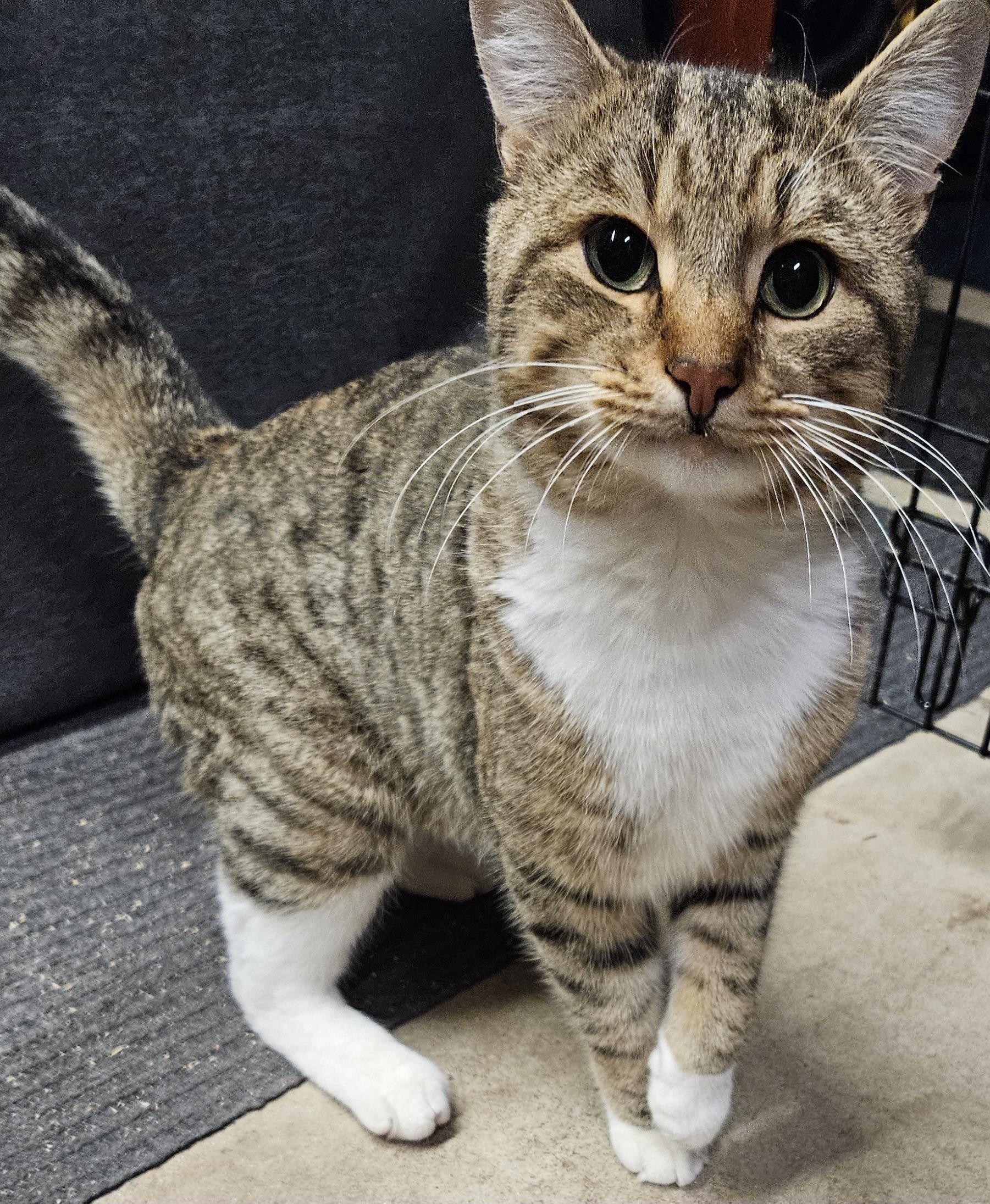 Enlarge Alfie-AFFECTIONATE!, a ADOPTABLE mixed breed in Madison, CT image 4/4