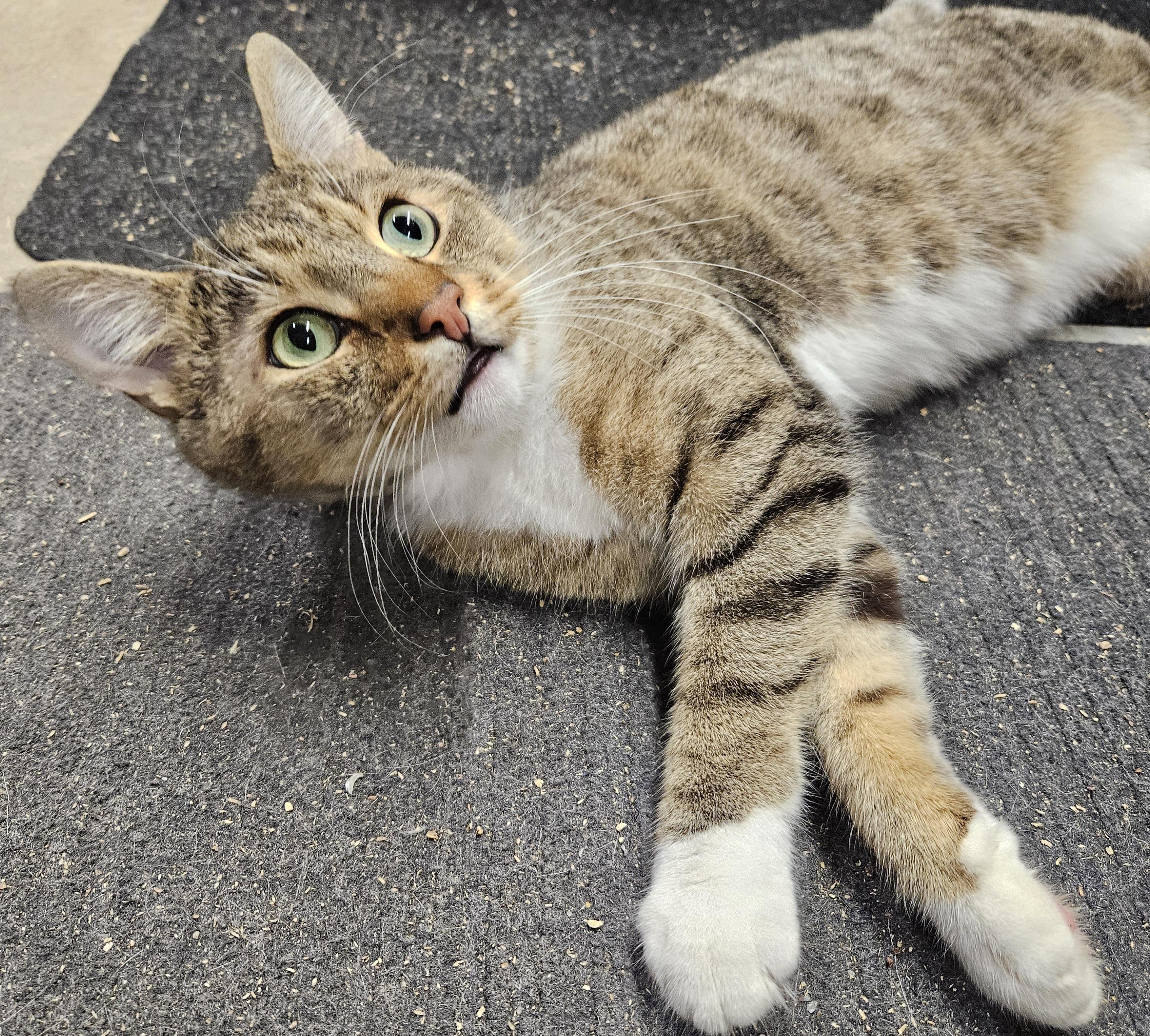 Enlarge Alfie-AFFECTIONATE!, a ADOPTABLE mixed breed in Madison, CT image 3/4