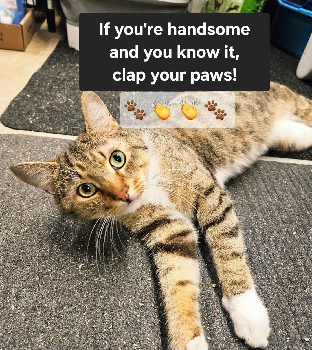 Enlarge Alfie-AFFECTIONATE!, a ADOPTABLE mixed breed in Madison, CT image 1/4