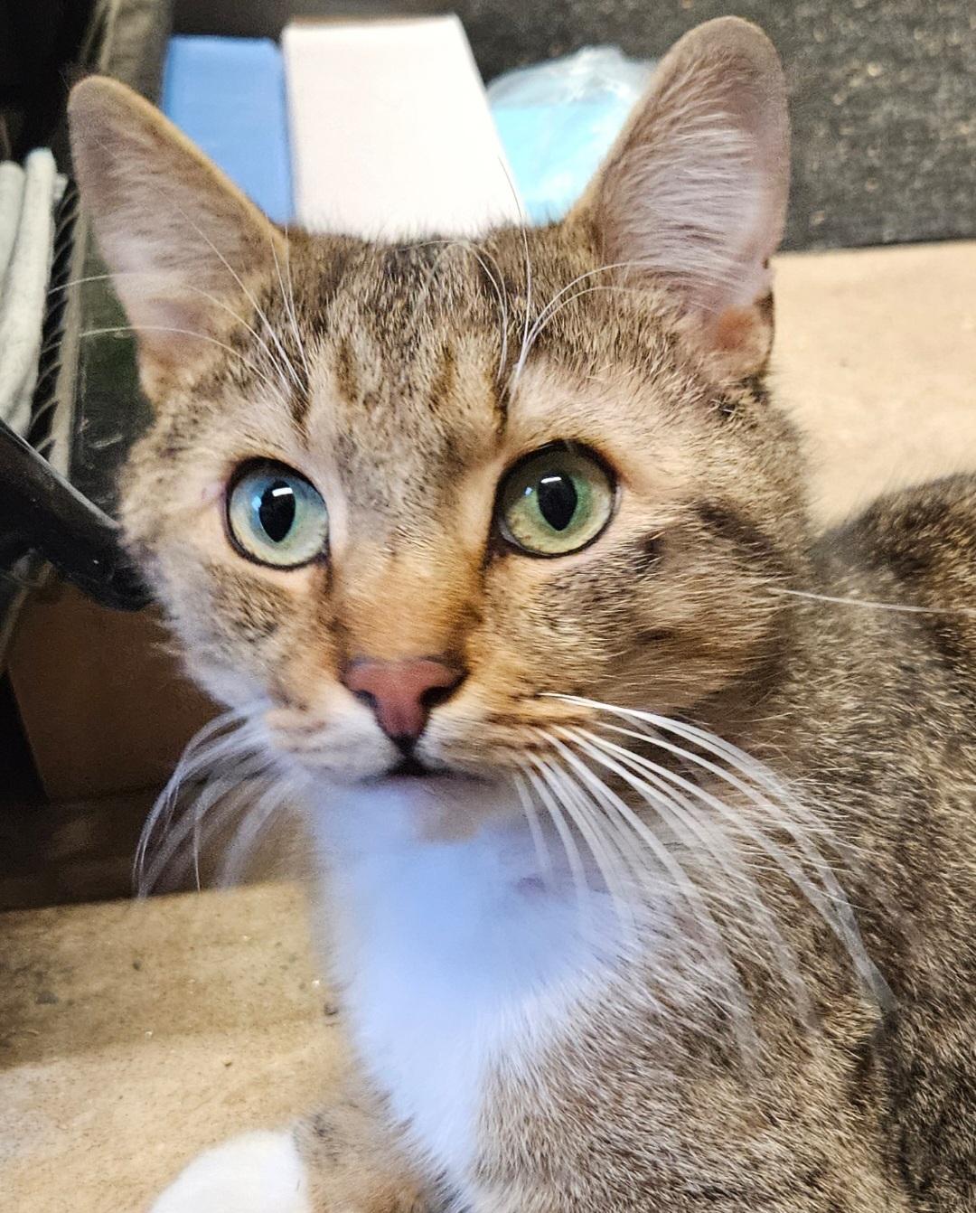 Enlarge Alfie-AFFECTIONATE!, a ADOPTABLE mixed breed in Madison, CT image 2/4