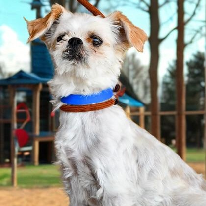 Benji