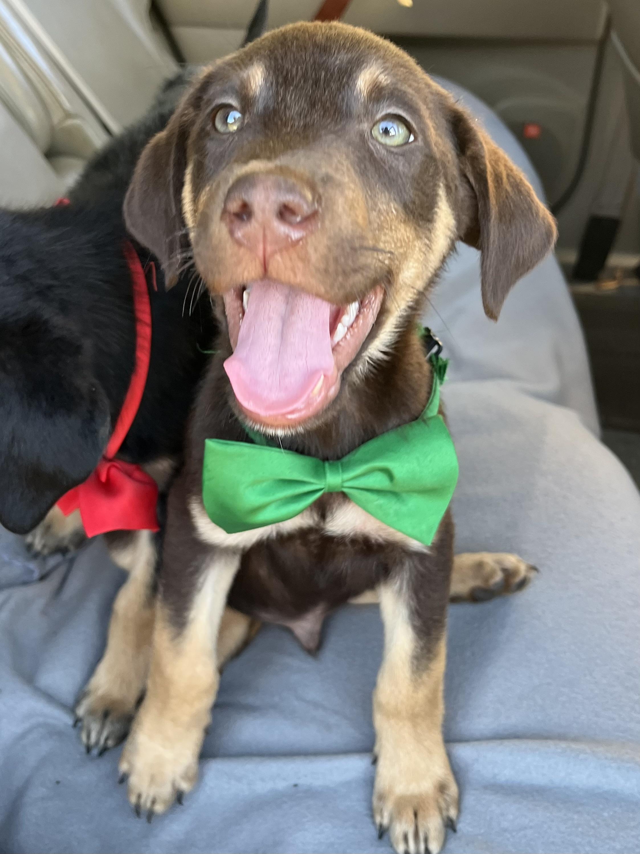 Enlarge Hershey, a Adoptable mixed breed in Barnwell , SC image 5/5