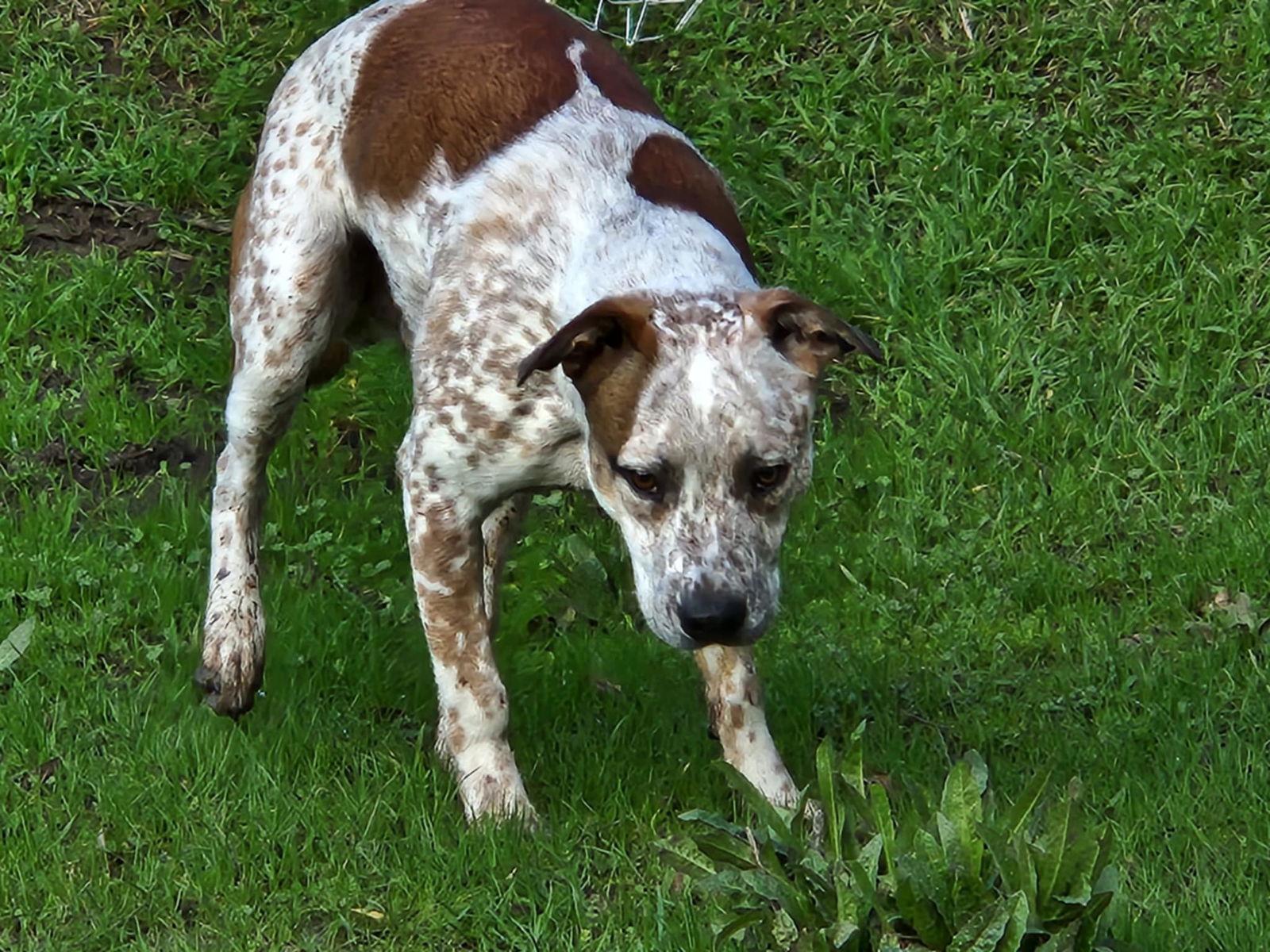 Porky, Adoptable, Young Male Australian Cattle Dog / Blue Heeler & Boston Terrier.