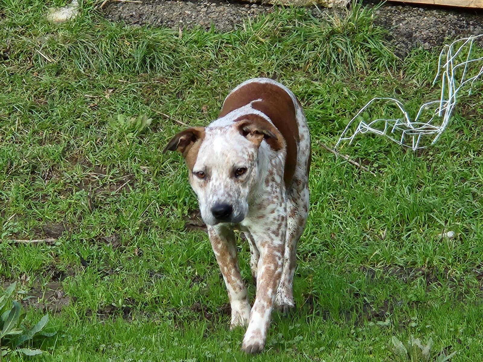Enlarge Porky, a Adoptable mixed breed in Woodland, CA image 2/3
