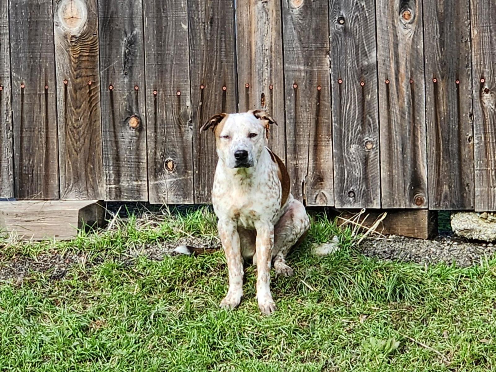 Enlarge Porky, a Adoptable mixed breed in Woodland, CA image 3/3