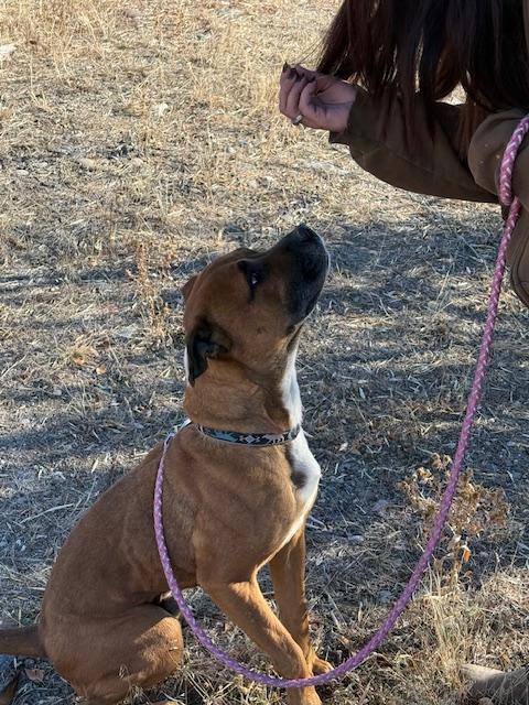 Rocky, Adoptable, Young Male Boxer.