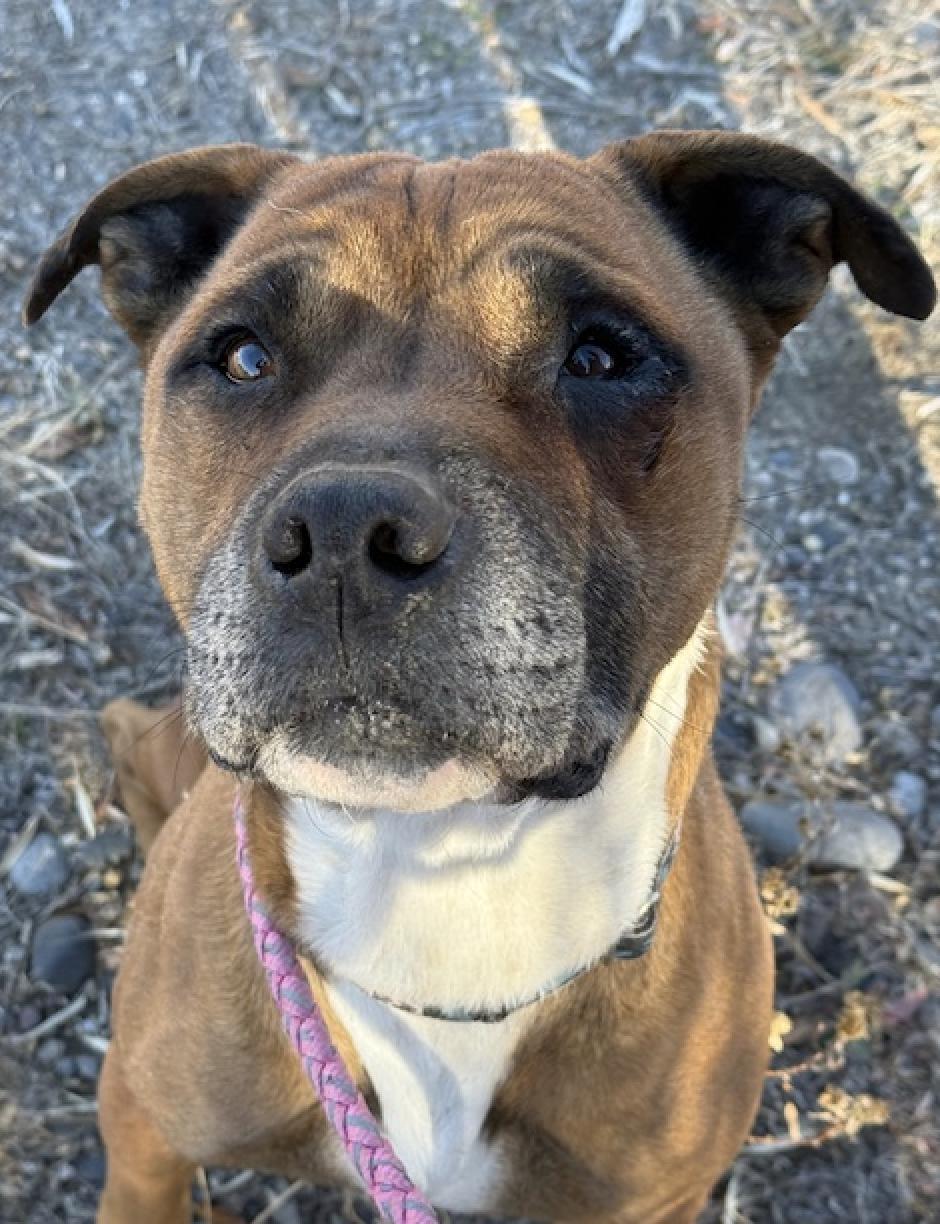 Rocky, Adoptable, Young Male Boxer.
