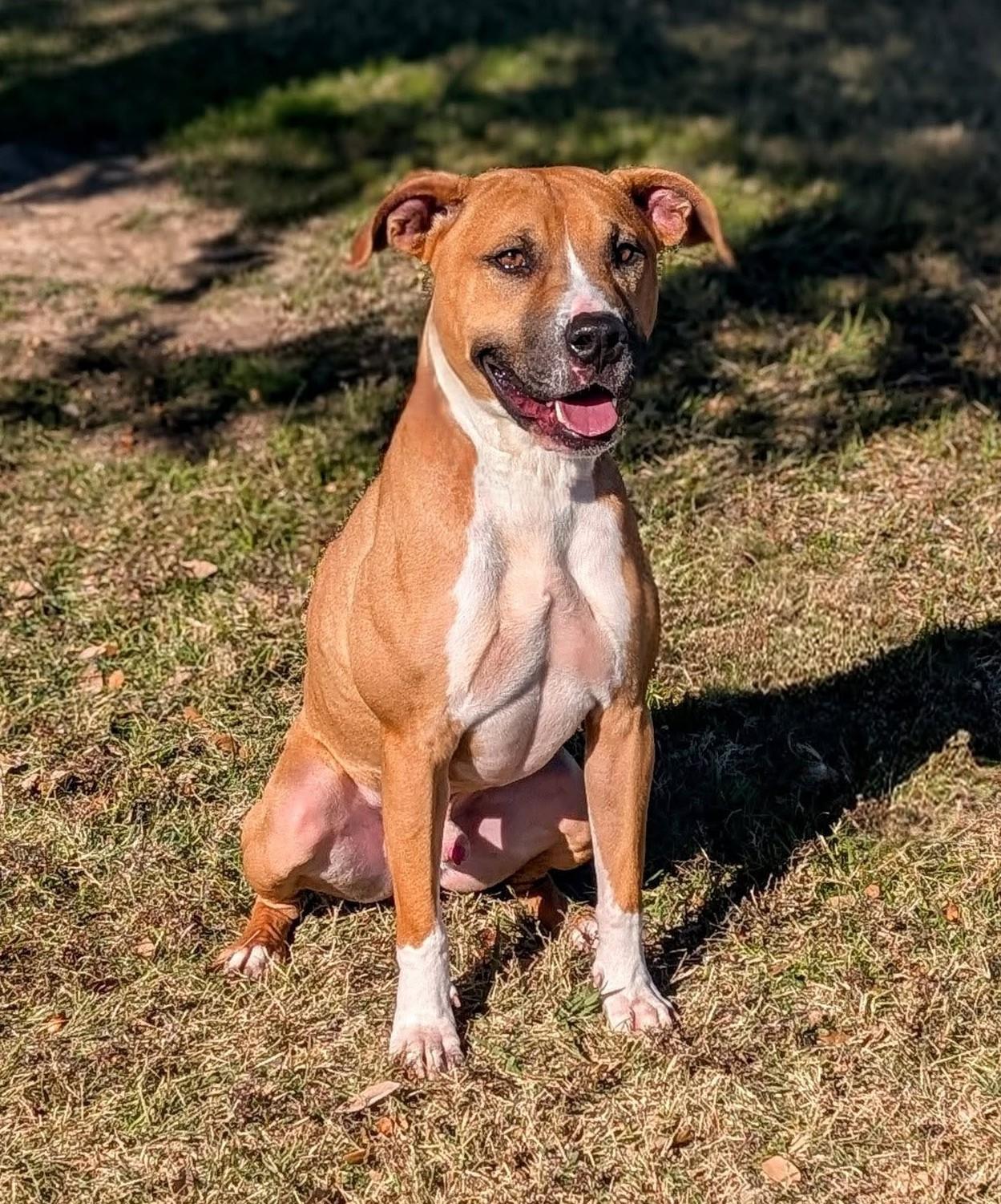 Enlarge Thomas, a Adoptable mixed breed in Cleburne, TX image 1/5