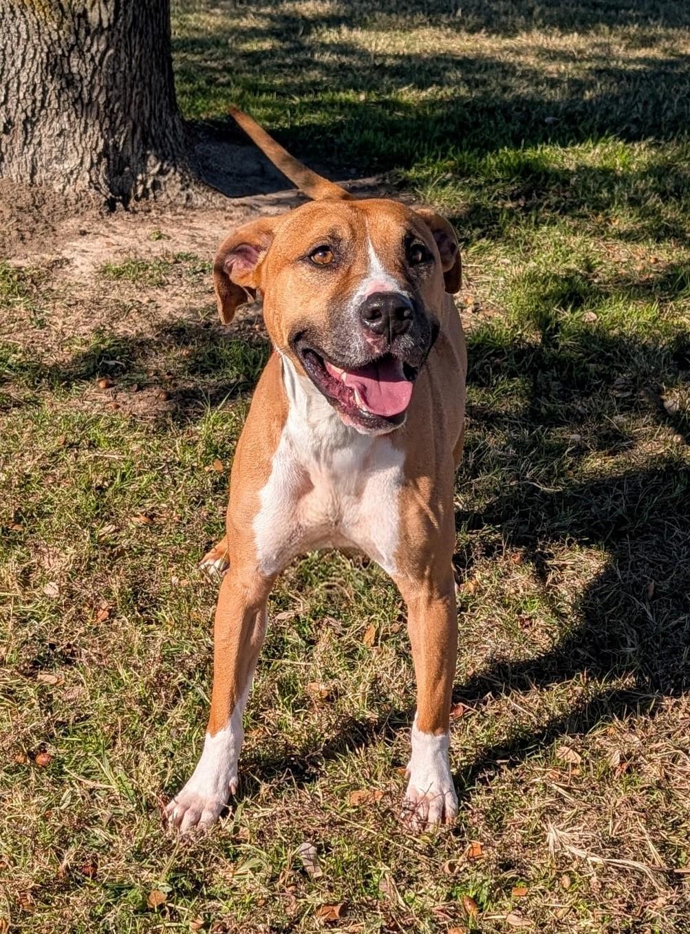 Enlarge Thomas, a Adoptable mixed breed in Cleburne, TX image 2/5