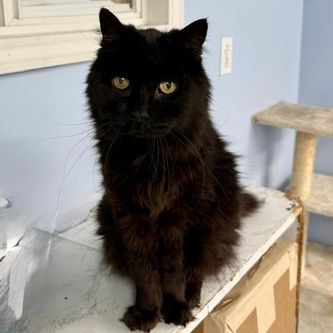 Enlarge C24-109 Onyx, a Adoptable Domestic Long Hair in Franklin, PA image 1/1
