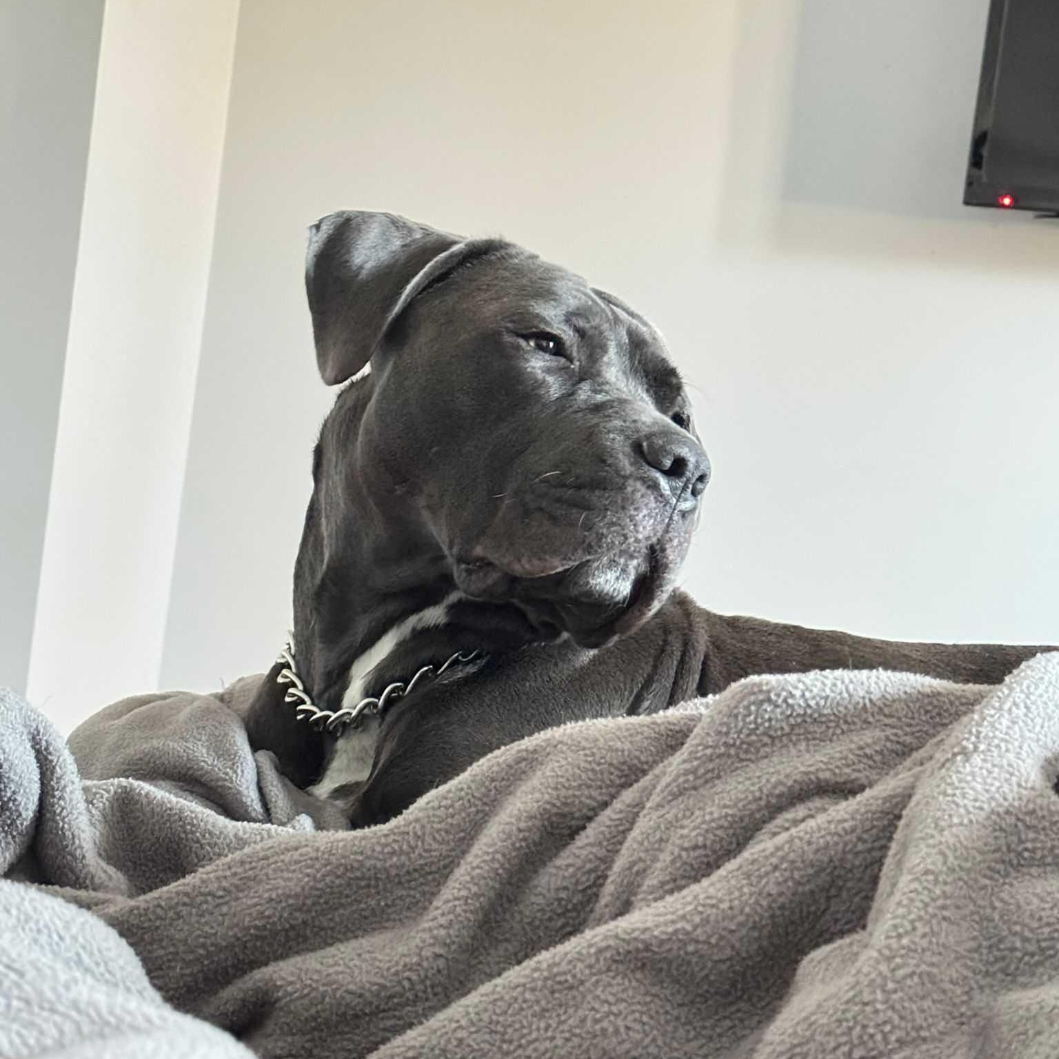 Enlarge Luna, a Adoptable mixed breed in Bradford, ON image 3/3