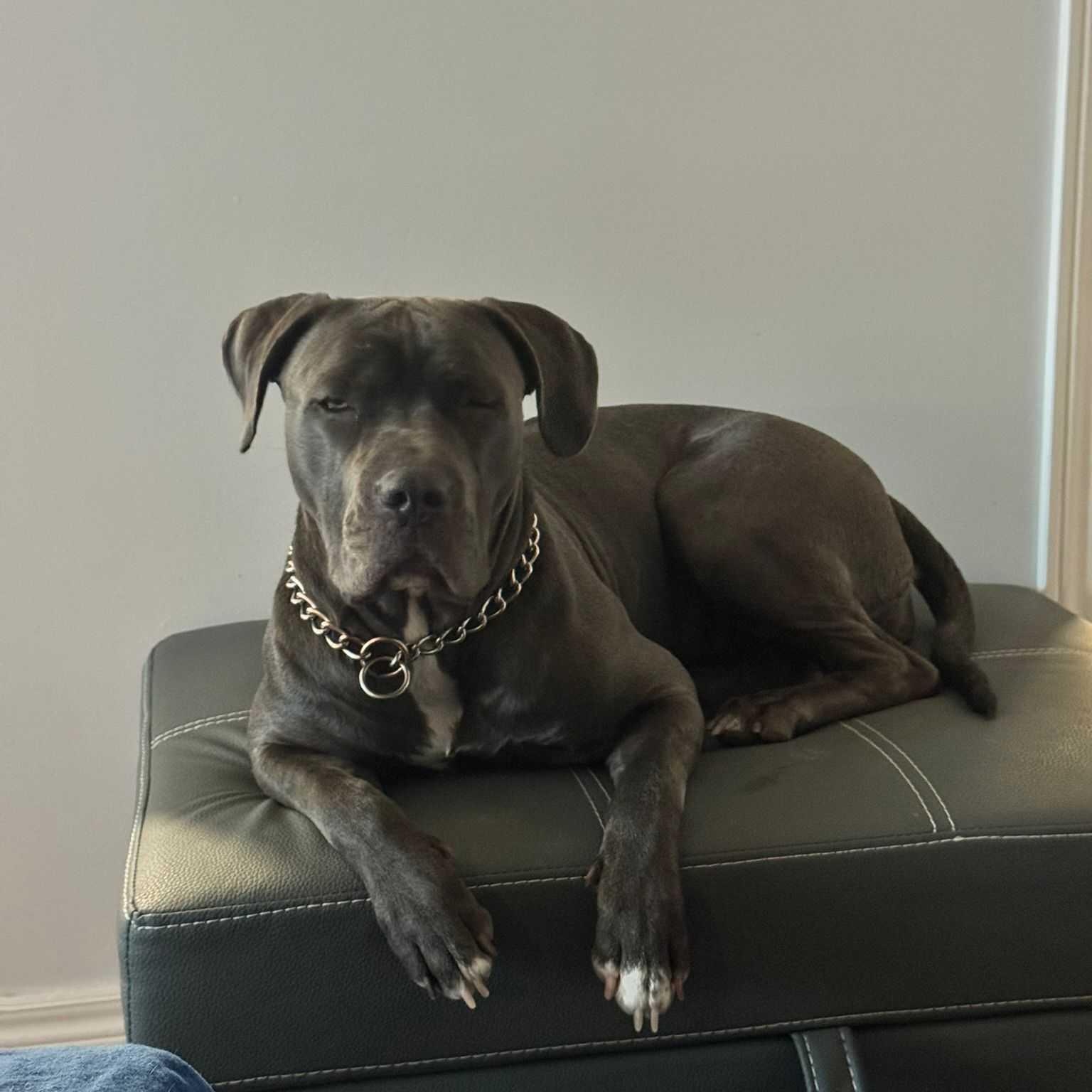 Luna, Adoptable, Young Female Cane Corso.