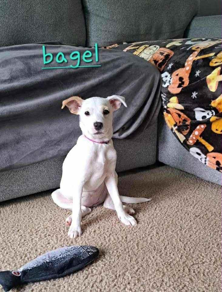 Enlarge Cheerio and Bagel, a Adoptable mixed breed in Providence, RI image 2/5