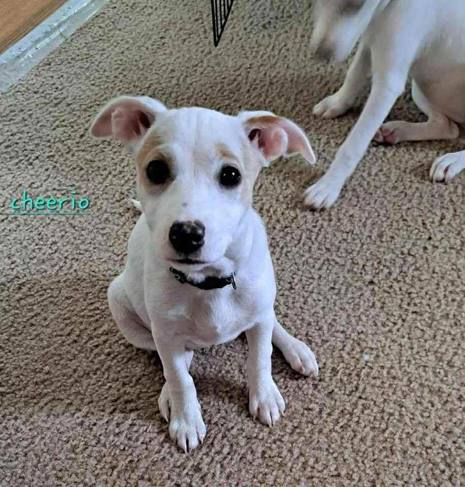 Enlarge Cheerio and Bagel, a Adoptable mixed breed in Providence, RI image 3/5