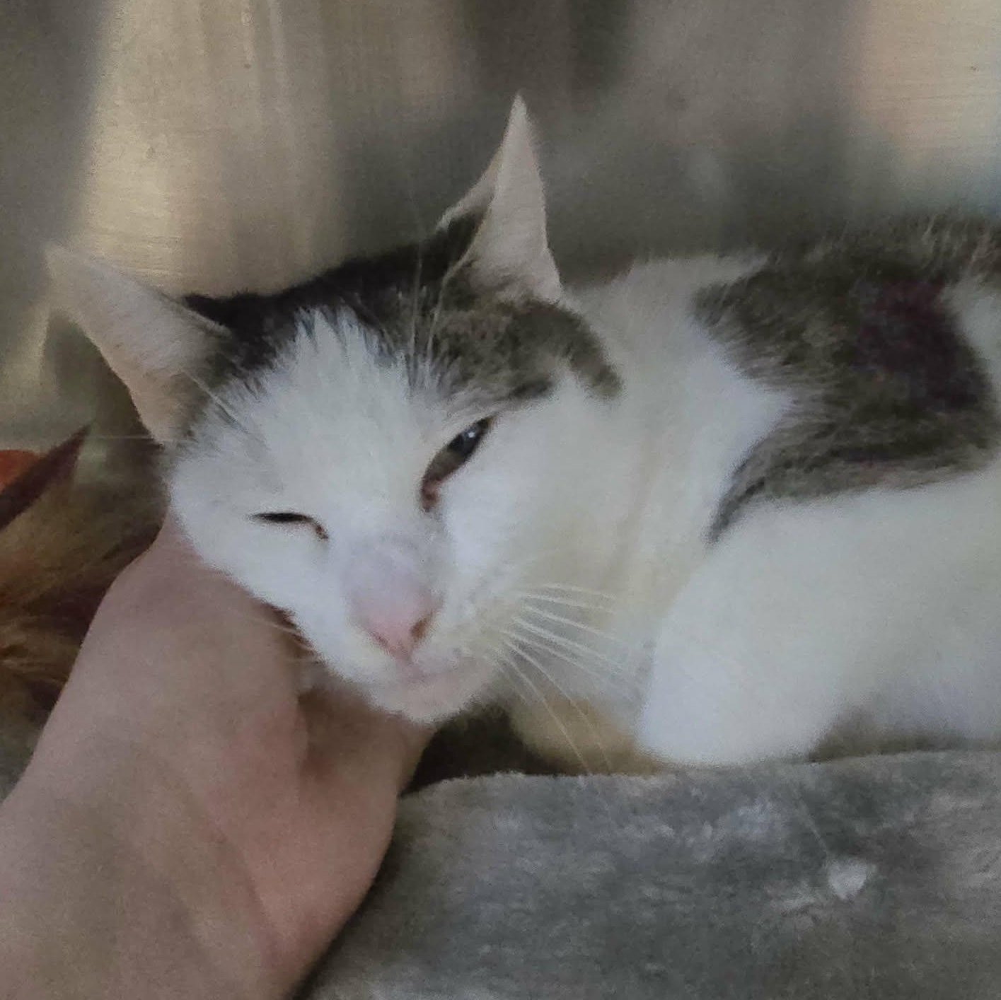 Enlarge Martha *FELV*, a ADOPTABLE Domestic Short Hair in Watertown, WI image 2/3