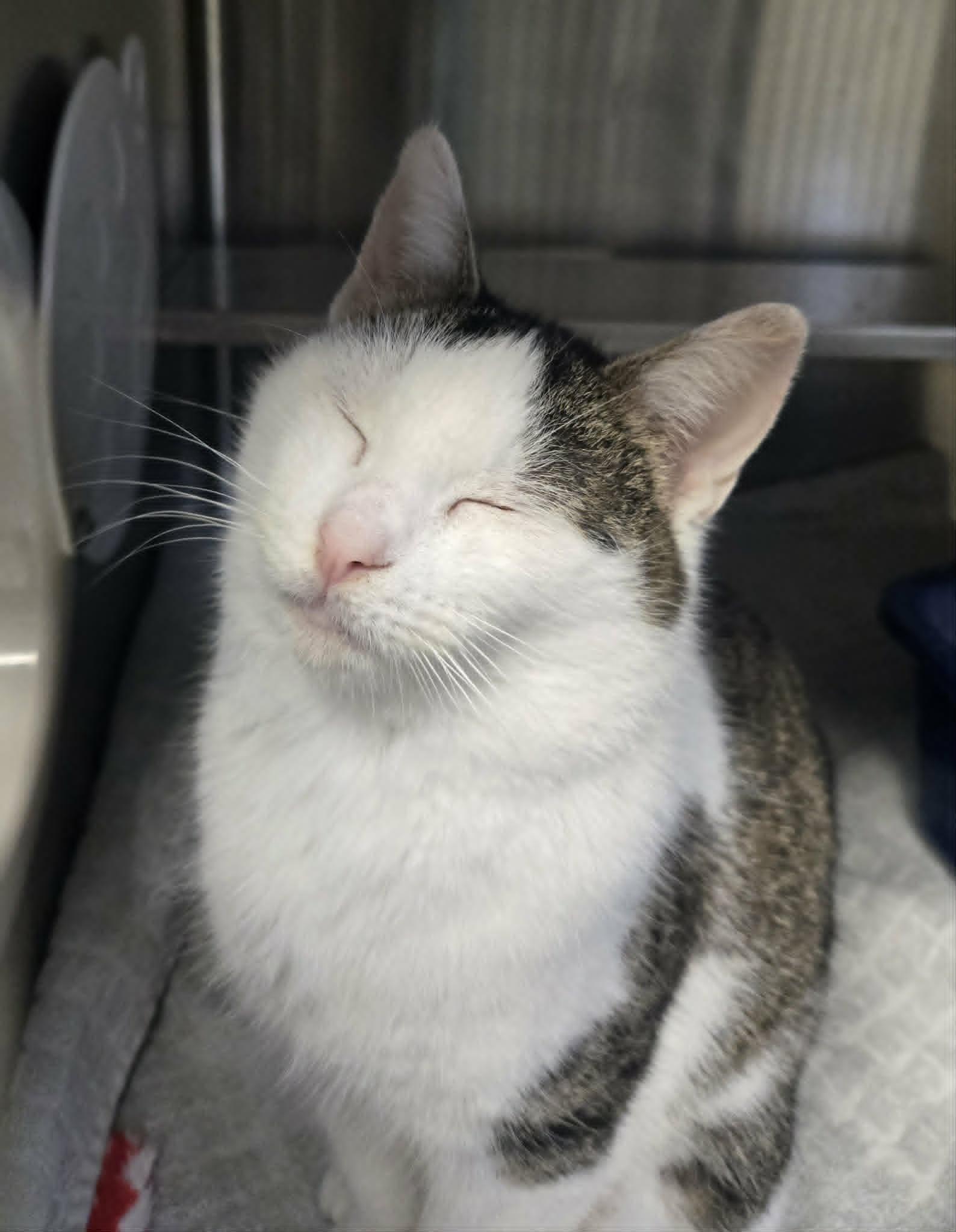 Enlarge Martha *FELV*, a ADOPTABLE Domestic Short Hair in Watertown, WI image 2/5