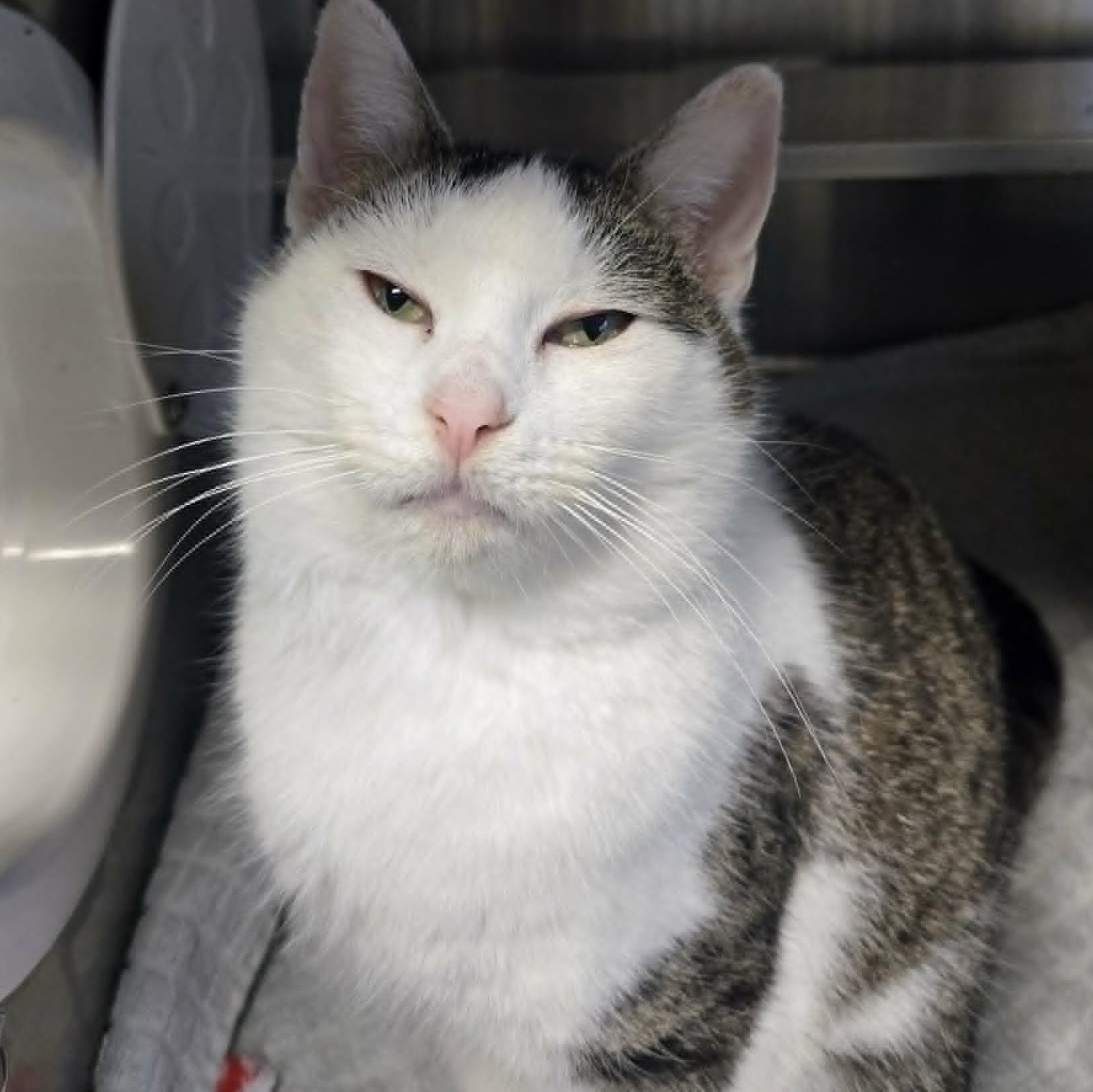 Enlarge Martha *FELV*, a ADOPTABLE Domestic Short Hair in Watertown, WI image 1/5