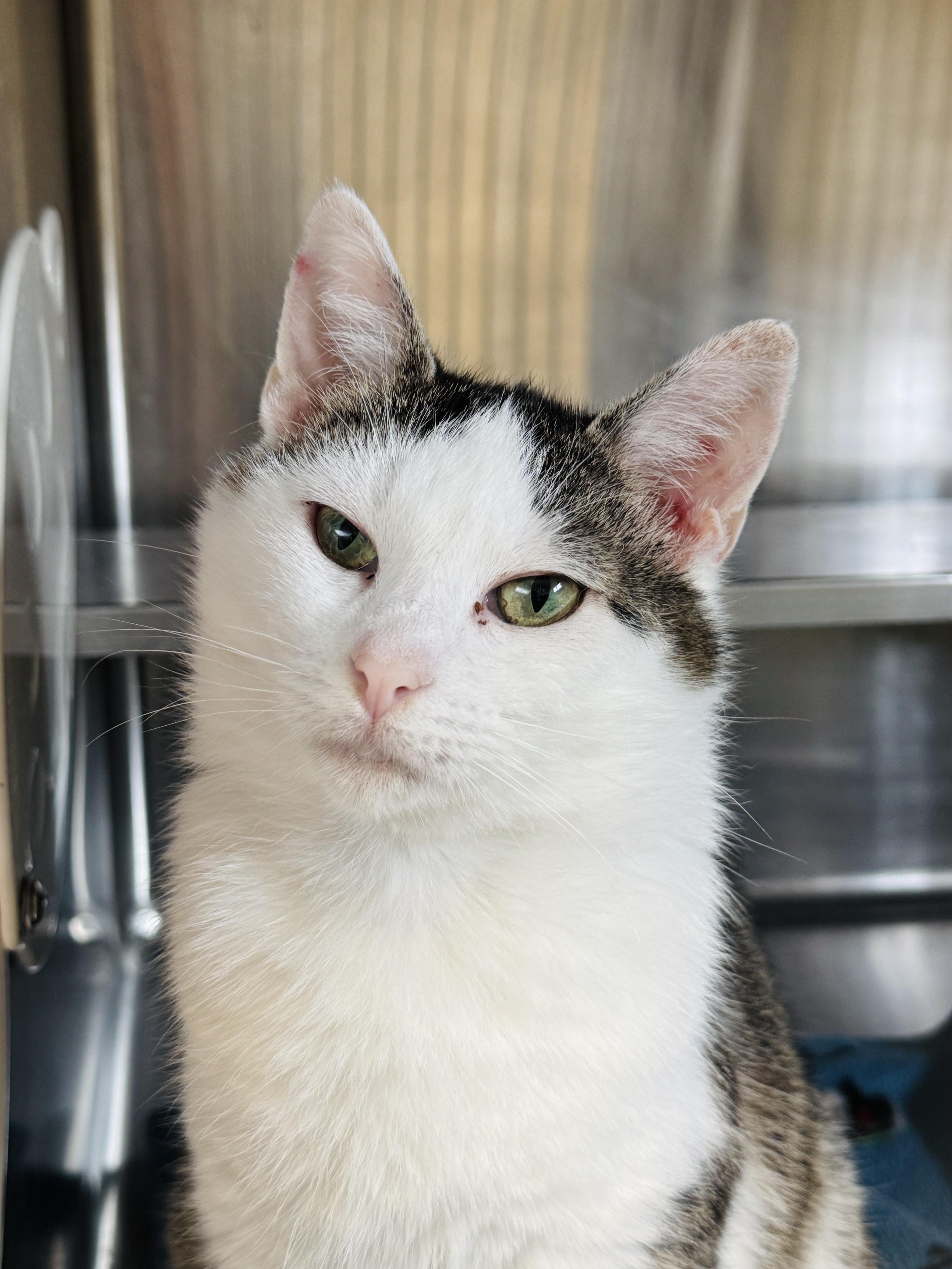 Martha *FELV*, ADOPTABLE, Young Female Domestic Short Hair.