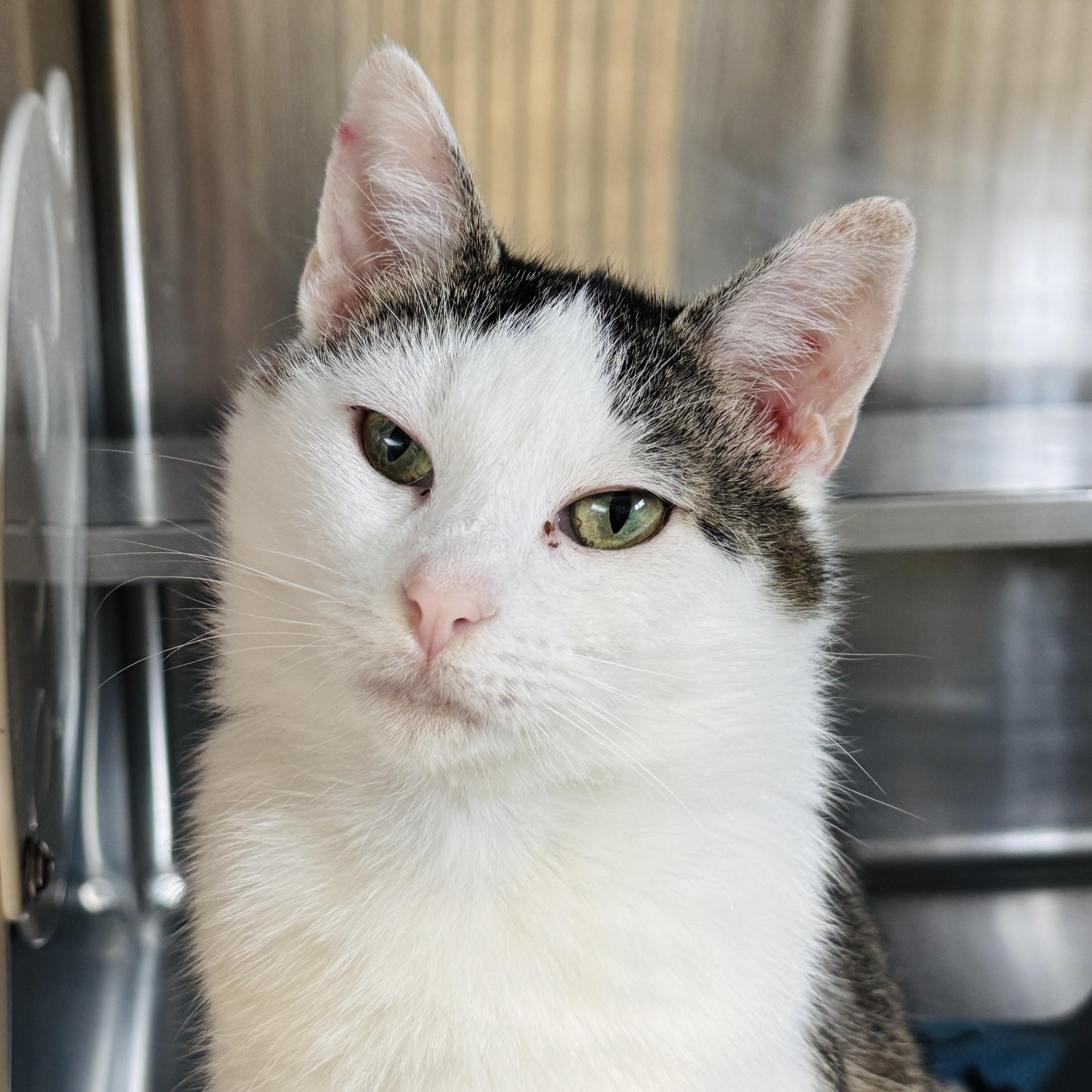 Enlarge Martha *FELV*, a ADOPTABLE Domestic Short Hair in Watertown, WI image 2/4