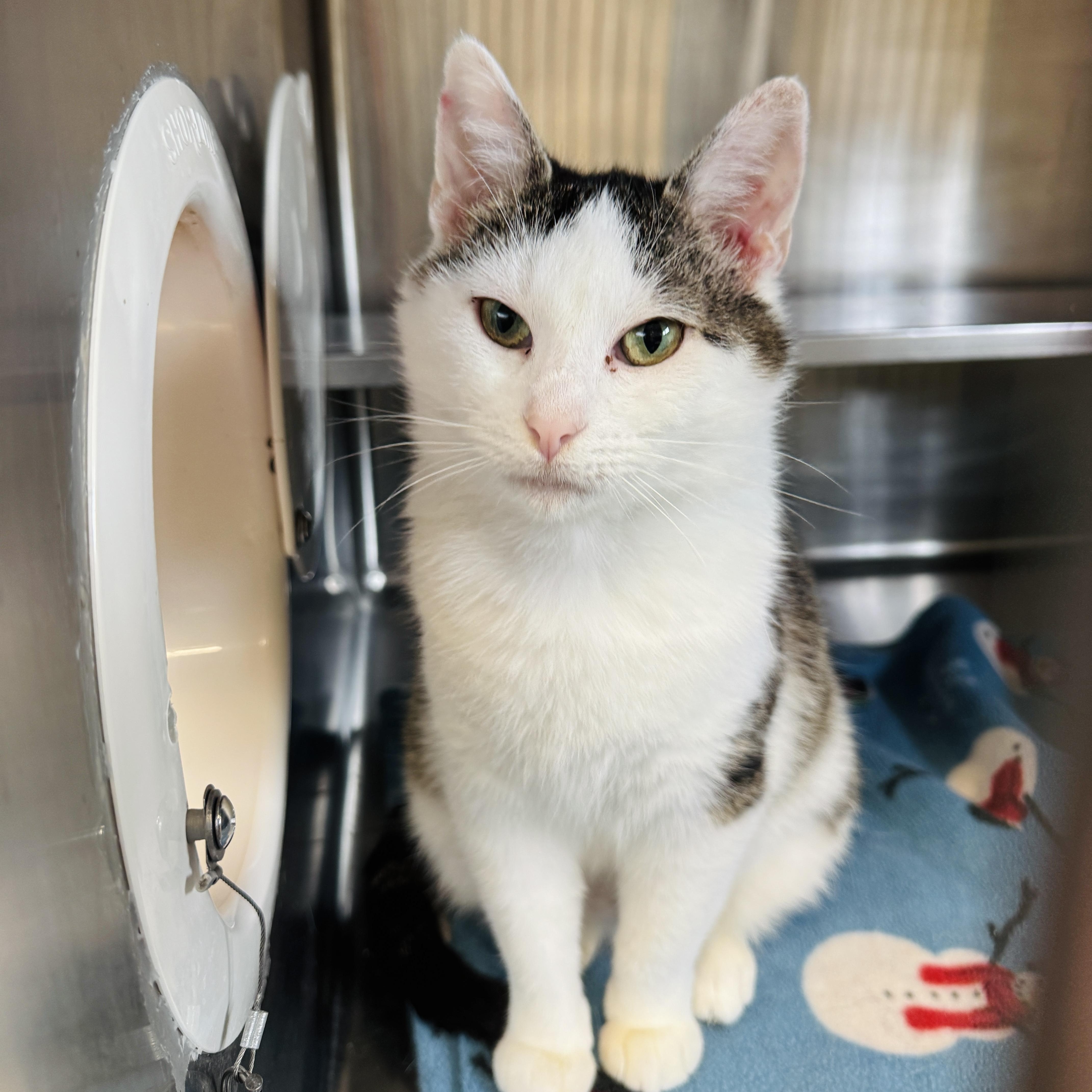 Enlarge Martha *FELV*, a ADOPTABLE Domestic Short Hair in Watertown, WI image 4/4