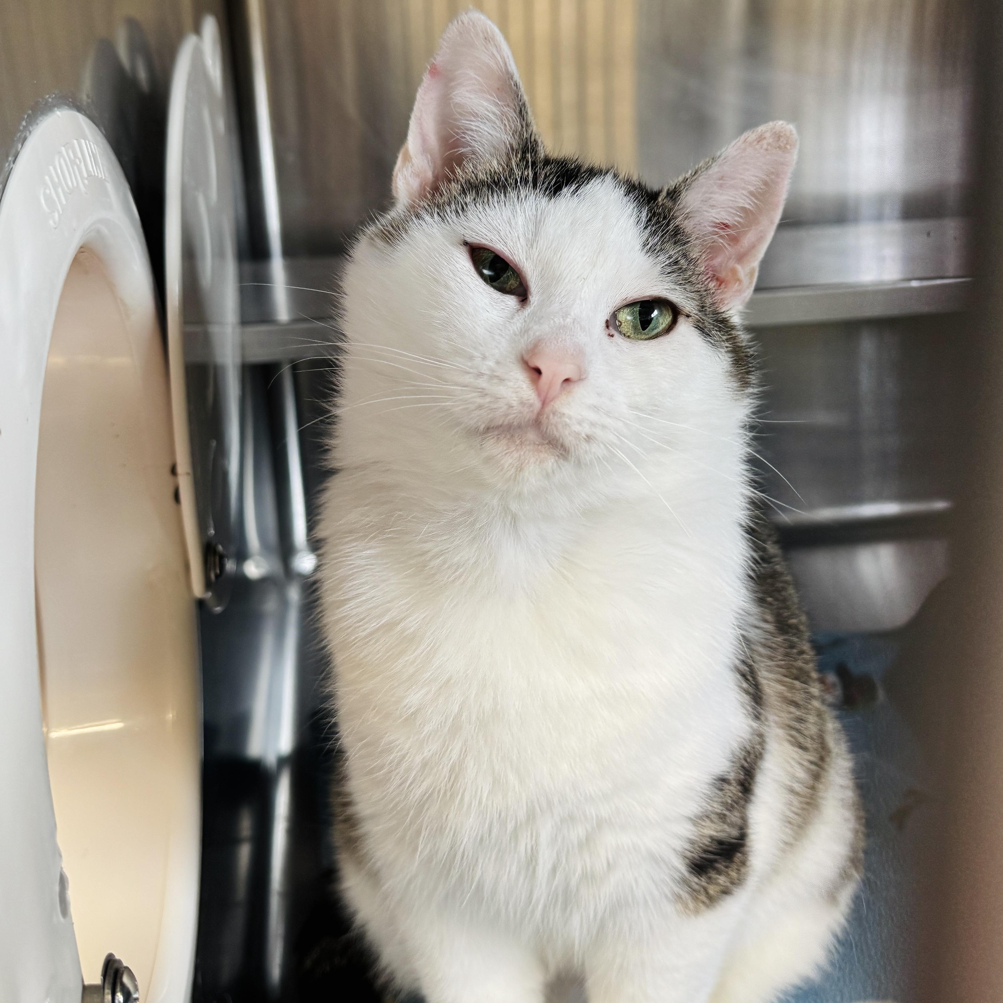 Martha *FELV*, ADOPTABLE, Young Female Domestic Short Hair.