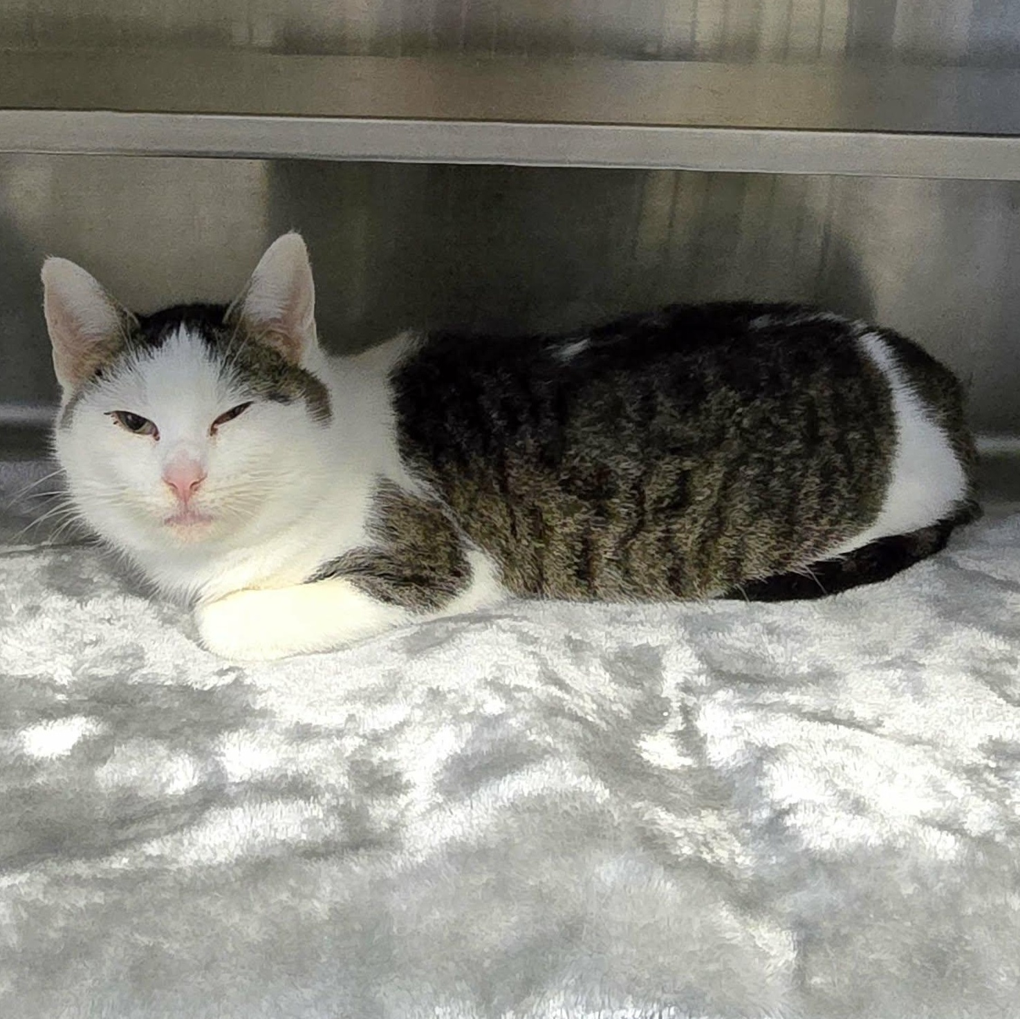 Martha *FELV*, ADOPTABLE, Young Female Domestic Short Hair.