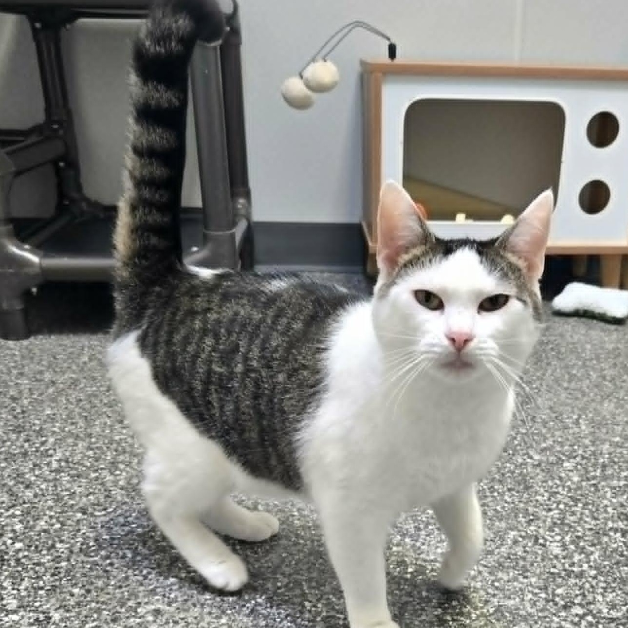 Martha *FELV*, ADOPTABLE, Young Female Domestic Short Hair.