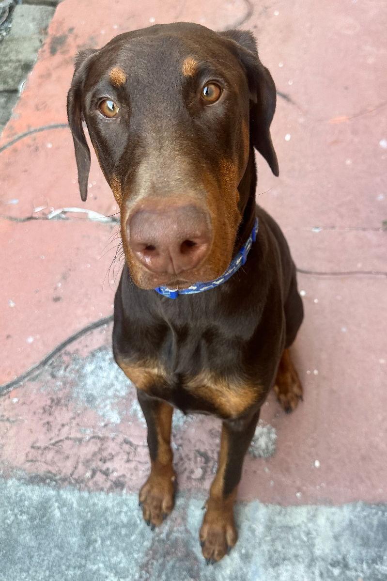 Enlarge Rocco 3502, a Adoptable Doberman Pinscher in Oakland Park, FL image 1/2