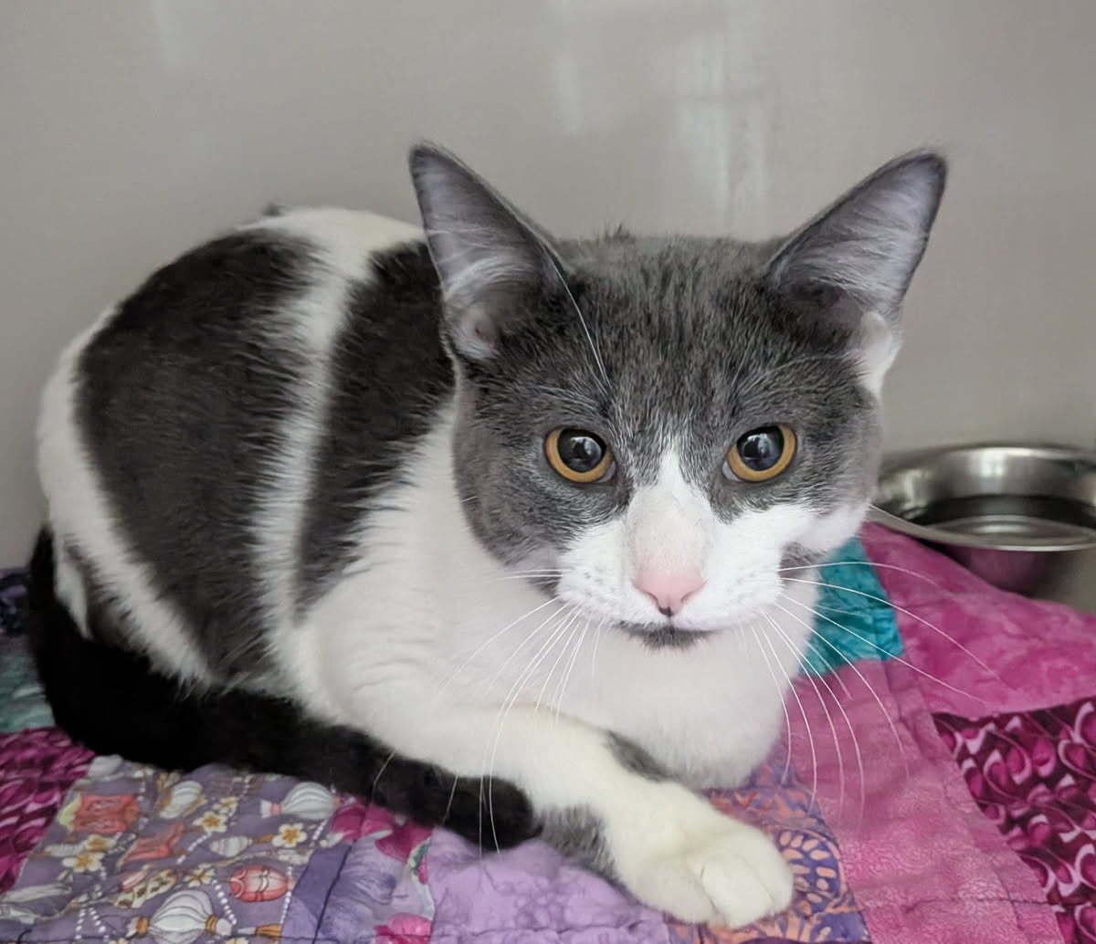 Enlarge Rye, a ADOPTABLE Domestic Short Hair in wetaskiwin, AB image 1/1