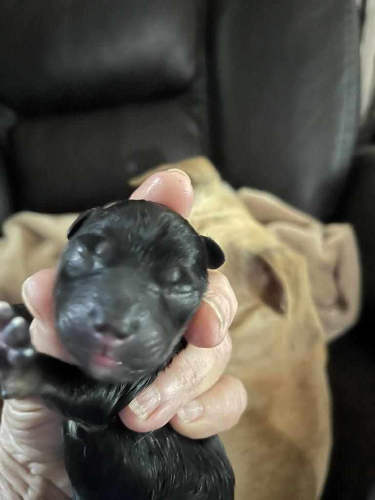 Mia pup 3, Adoptable, Puppy Male Chihuahua & Rat Terrier.