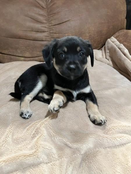 Mia pup: Big Boy, Adoptable, Puppy Male Chihuahua & Rat Terrier.