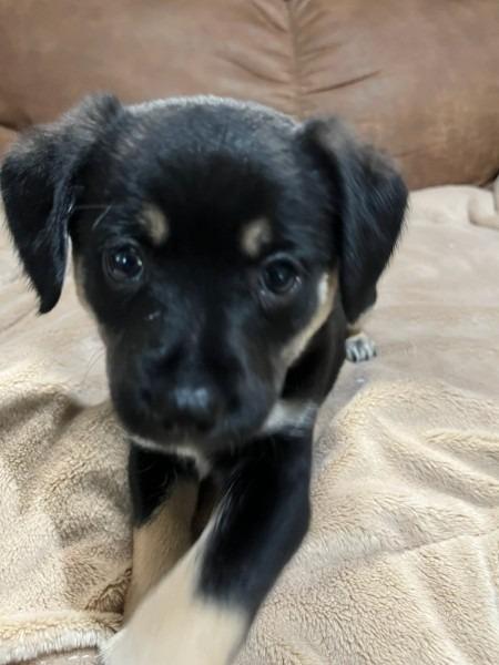 Enlarge Mia pup: Big Boy, a Adoptable mixed breed in Bryan, TX image 2/3