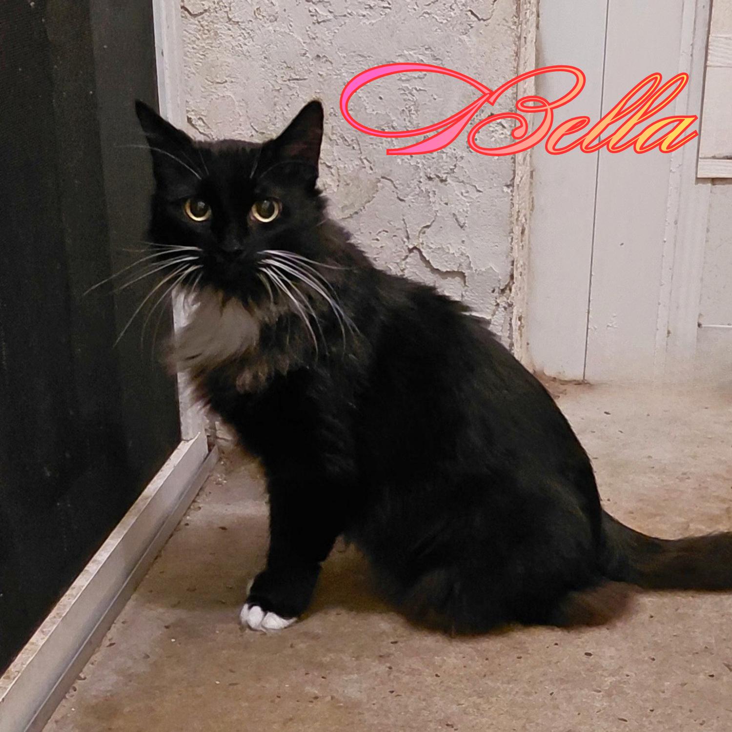 Enlarge Bella, a Adopted Domestic Long Hair in Orange City, FL image 1/1