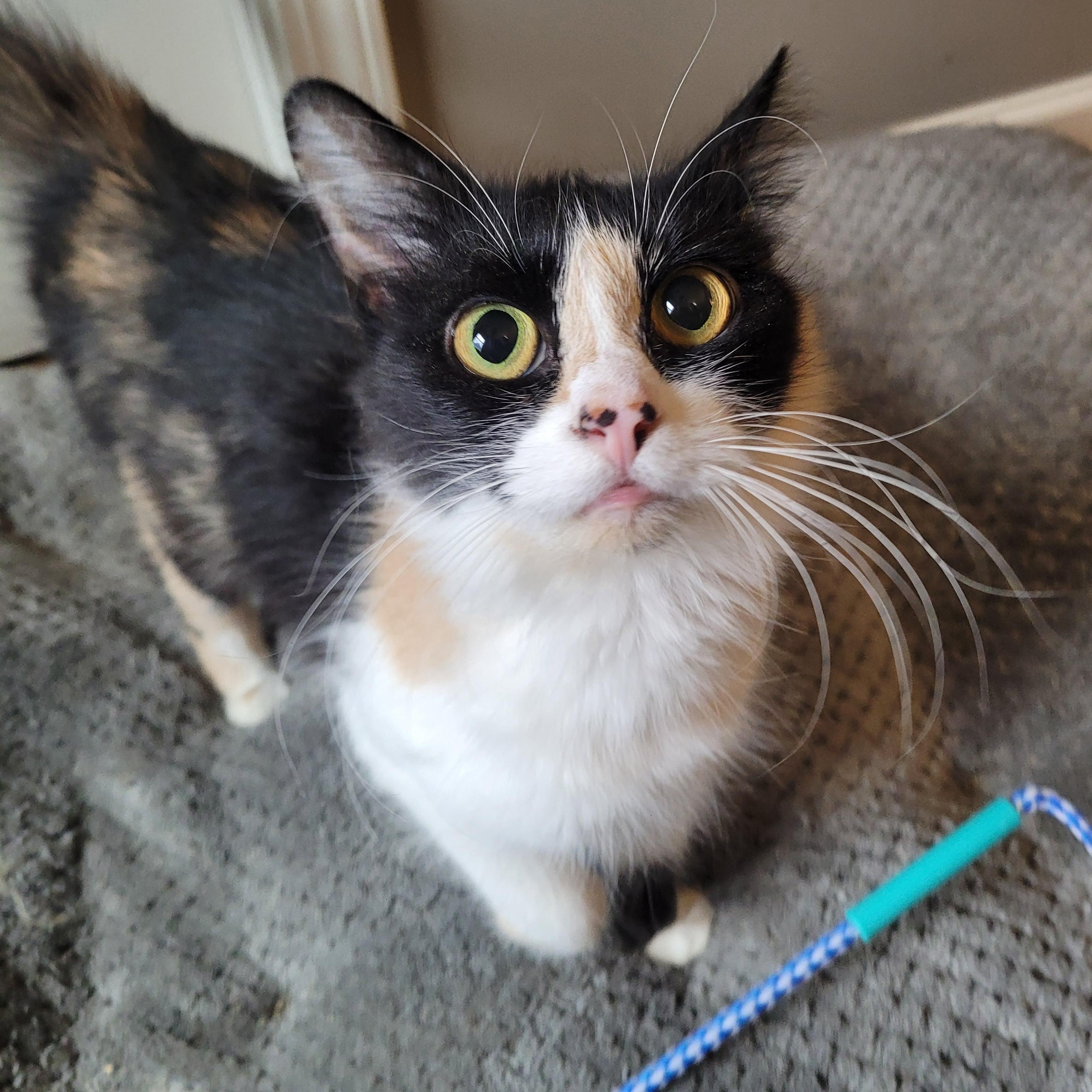 Enlarge Panda Express, an adopted Domestic Long Hair in Indianapolis, IN image 1/6