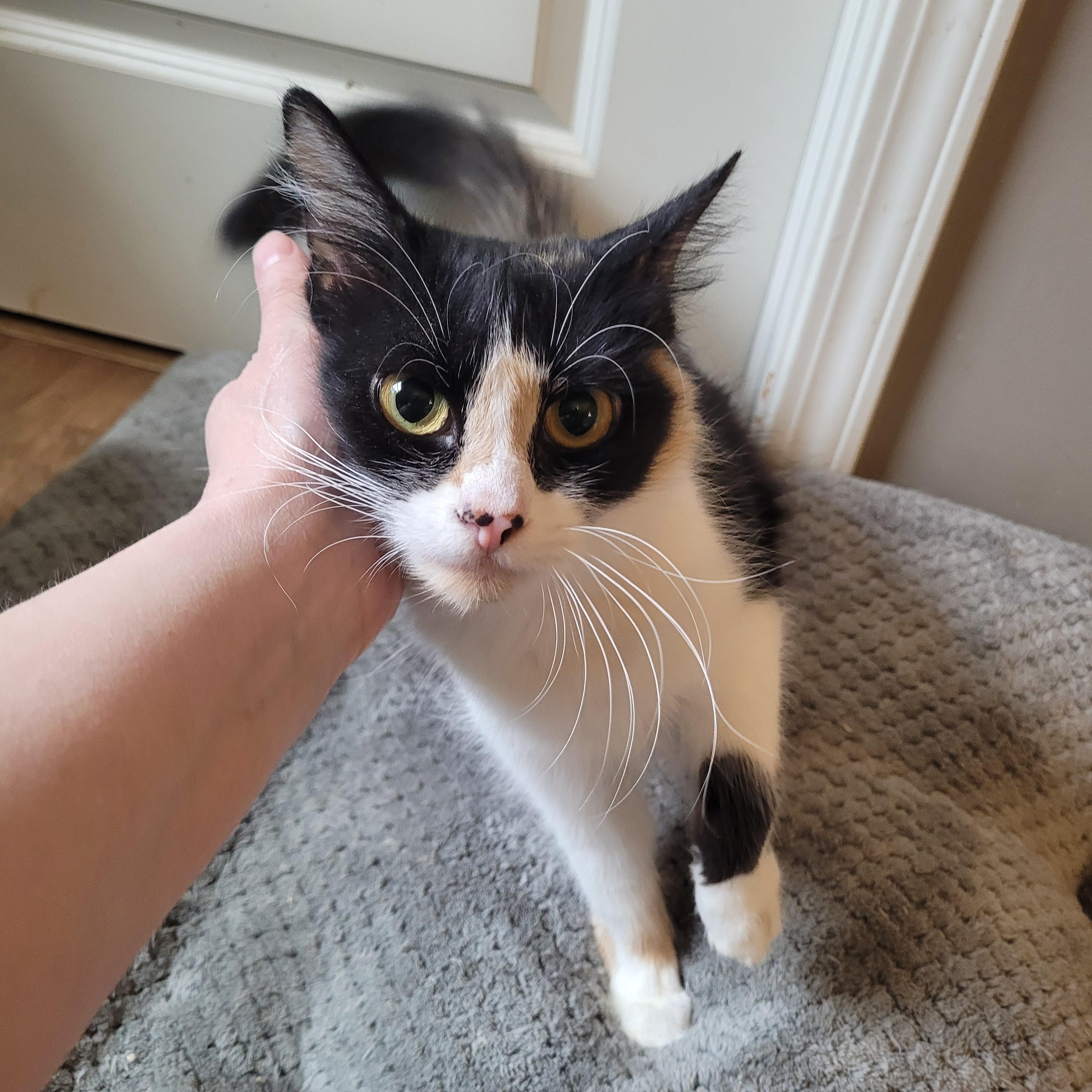 Enlarge Panda Express, an adopted Domestic Long Hair in Indianapolis, IN image 3/6