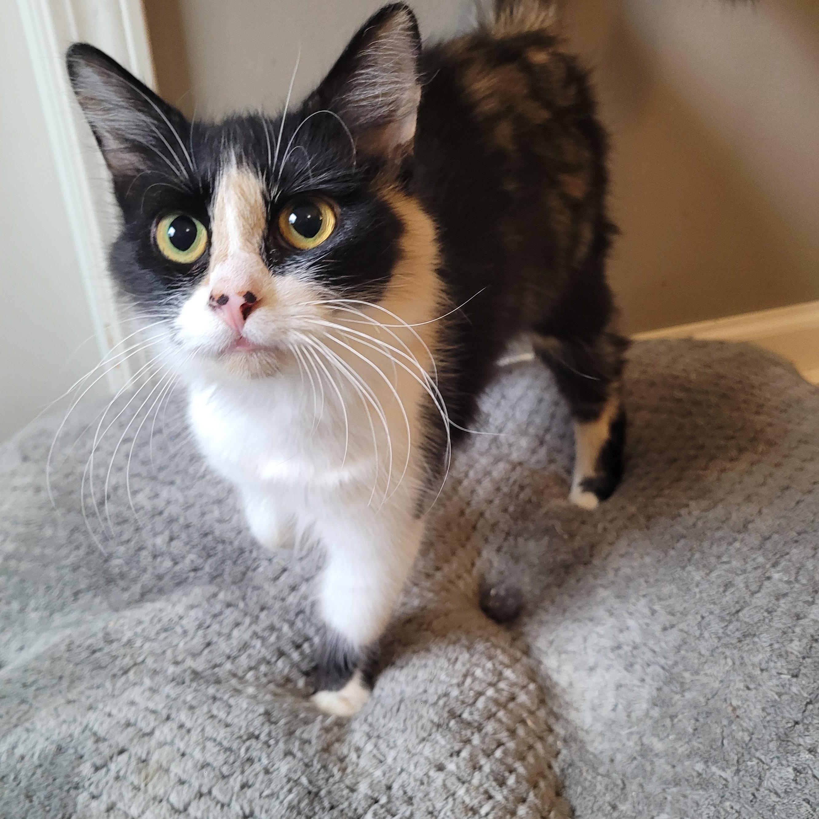 Enlarge Panda Express, an adopted Domestic Long Hair in Indianapolis, IN image 6/6