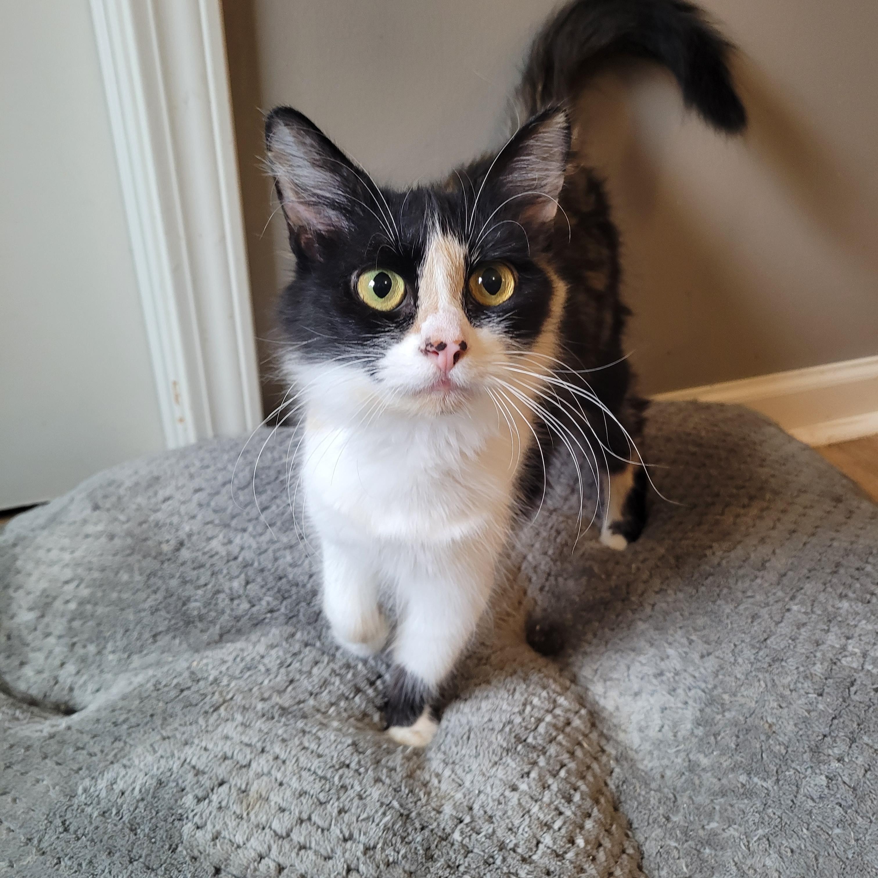 Enlarge Panda Express, an adopted Domestic Long Hair in Indianapolis, IN image 2/6