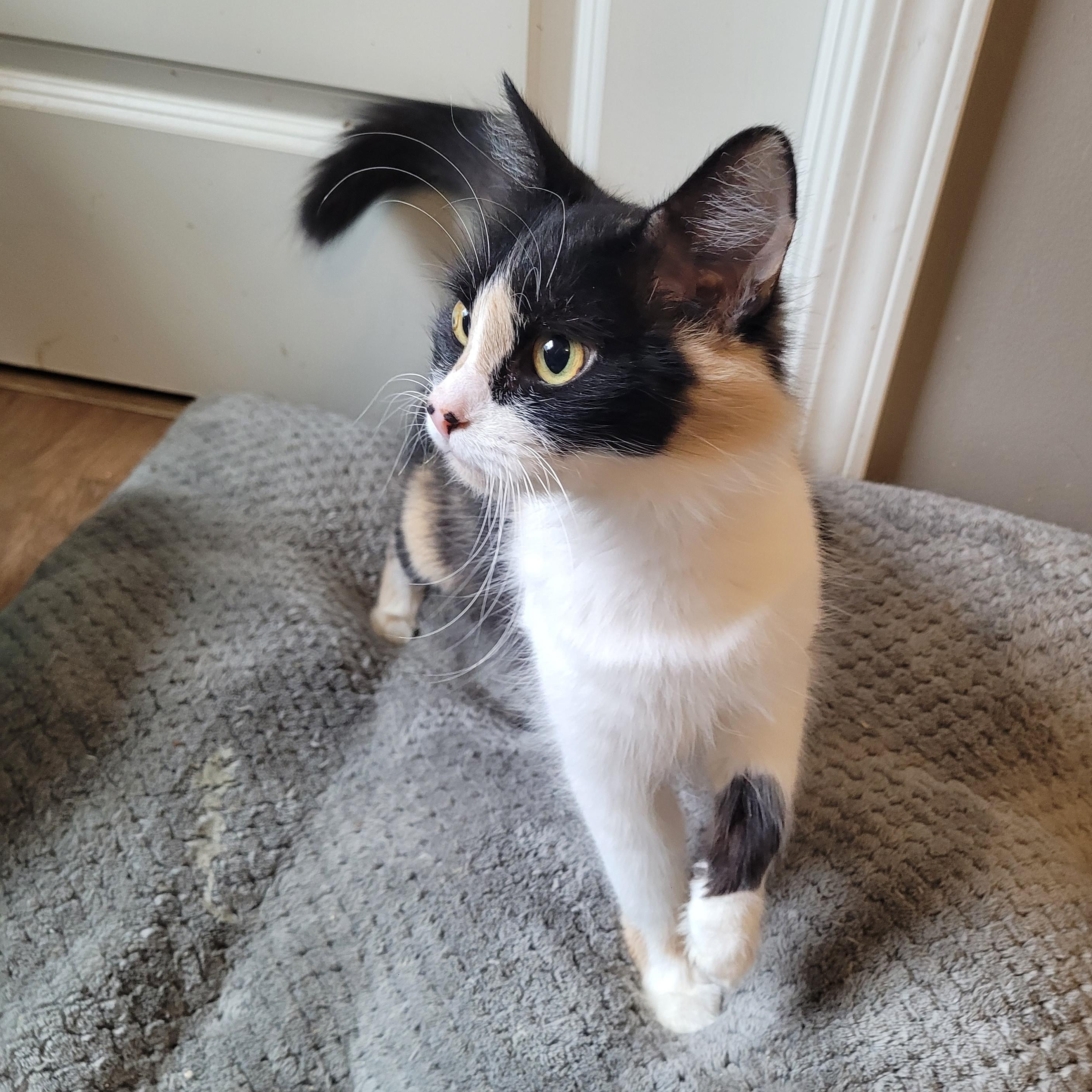 Enlarge Panda Express, an adopted Domestic Long Hair in Indianapolis, IN image 4/6