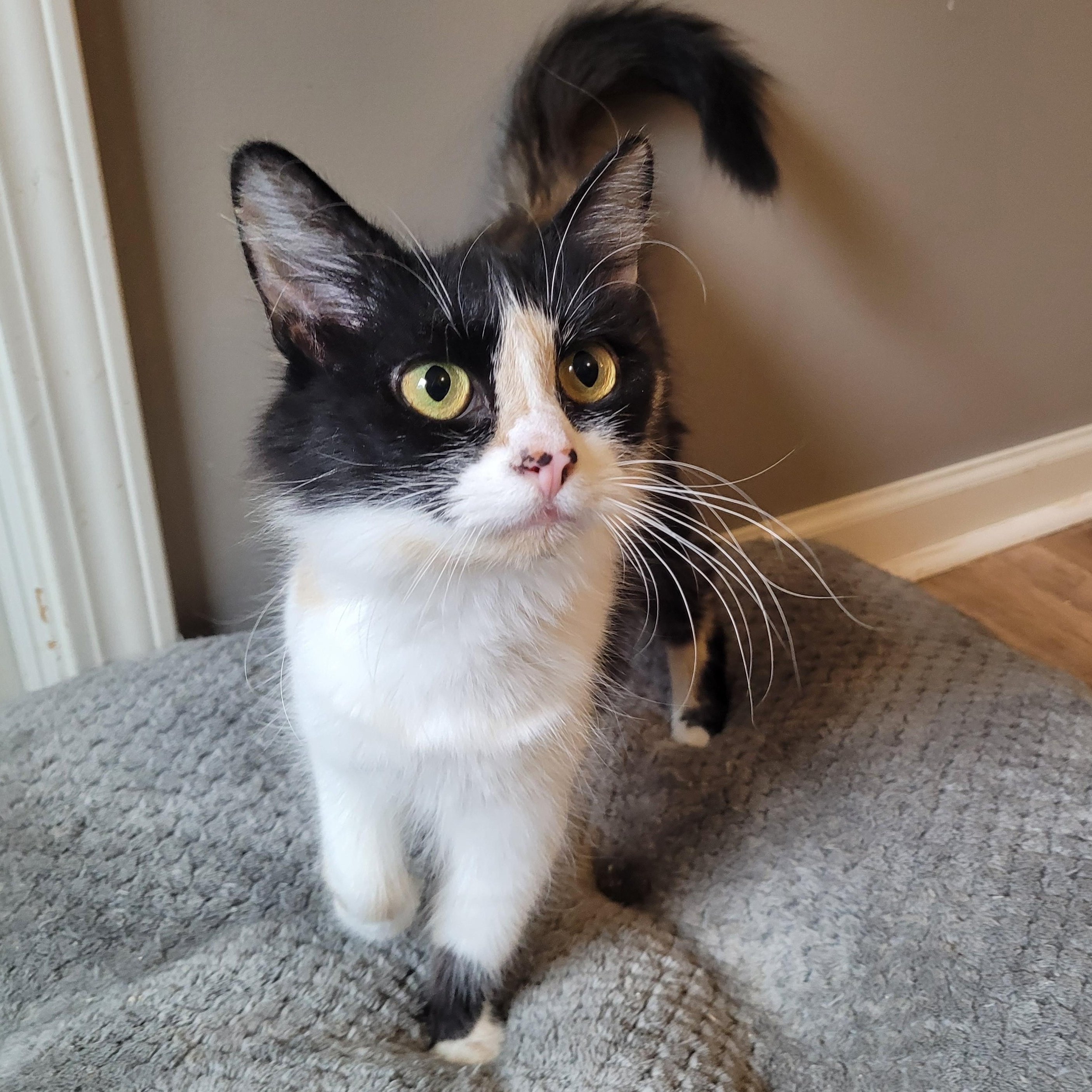 Enlarge Panda Express, an adopted Domestic Long Hair in Indianapolis, IN image 5/6