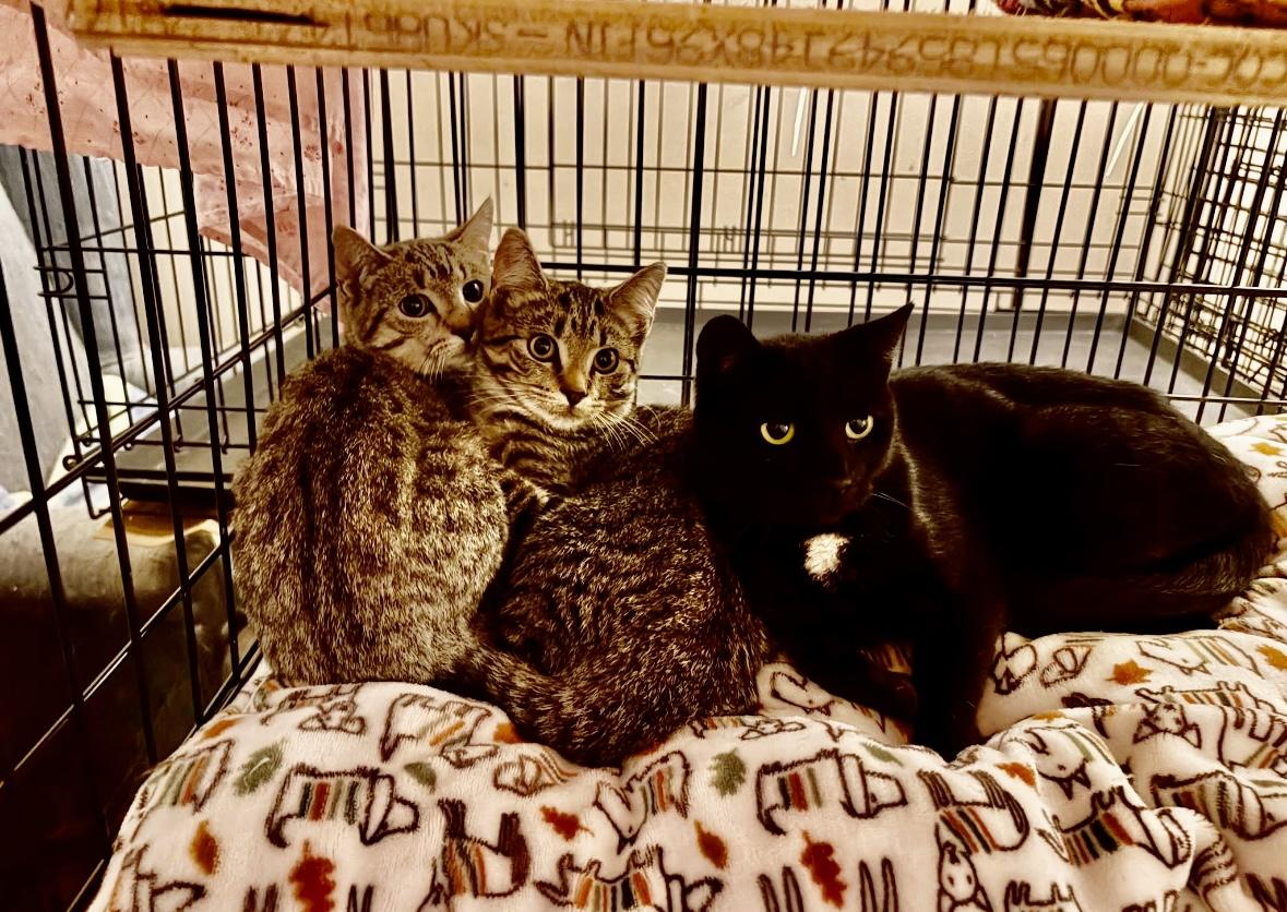 Tristy-Pet valu Port Credit