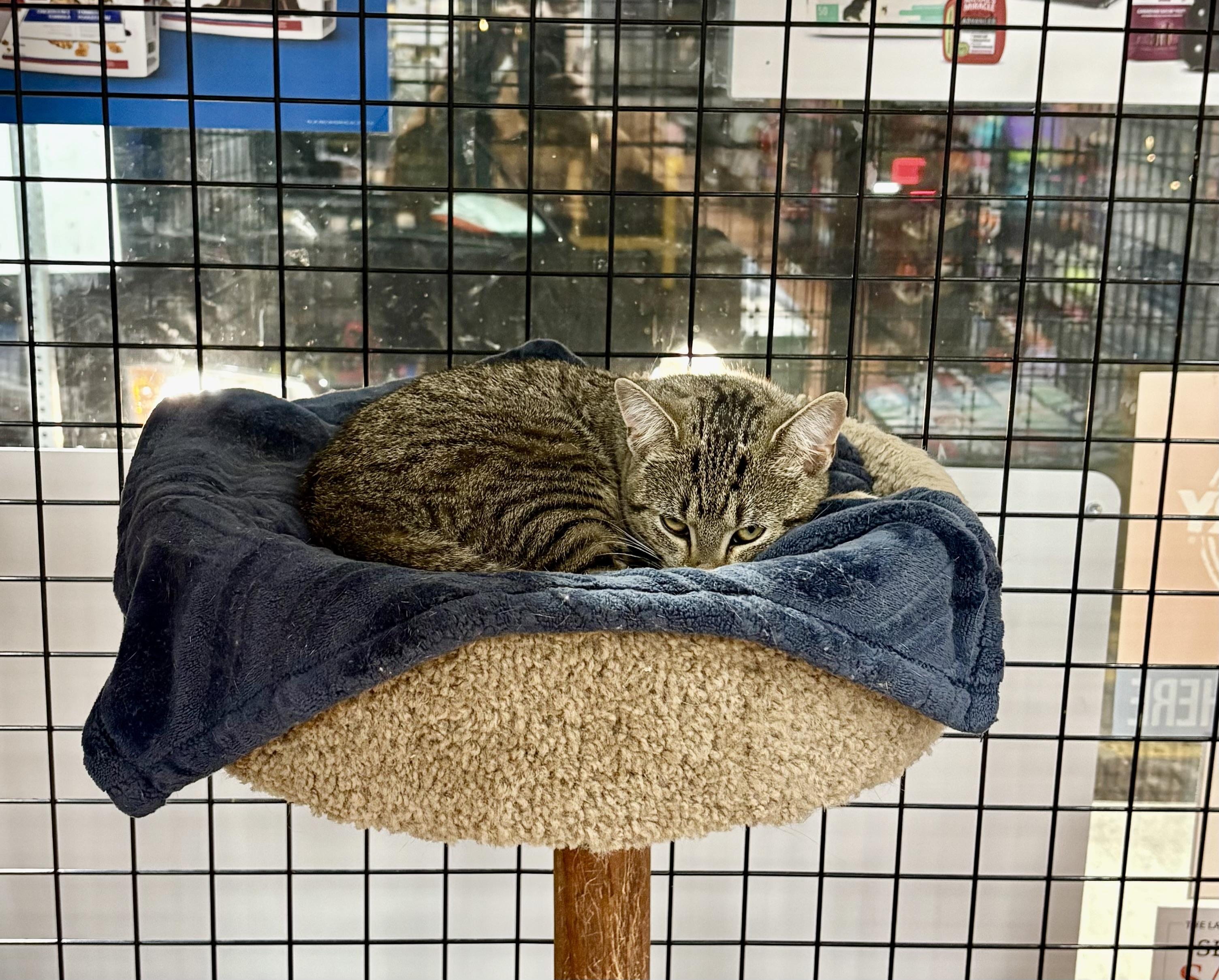 Tristy-Pet valu Port Credit