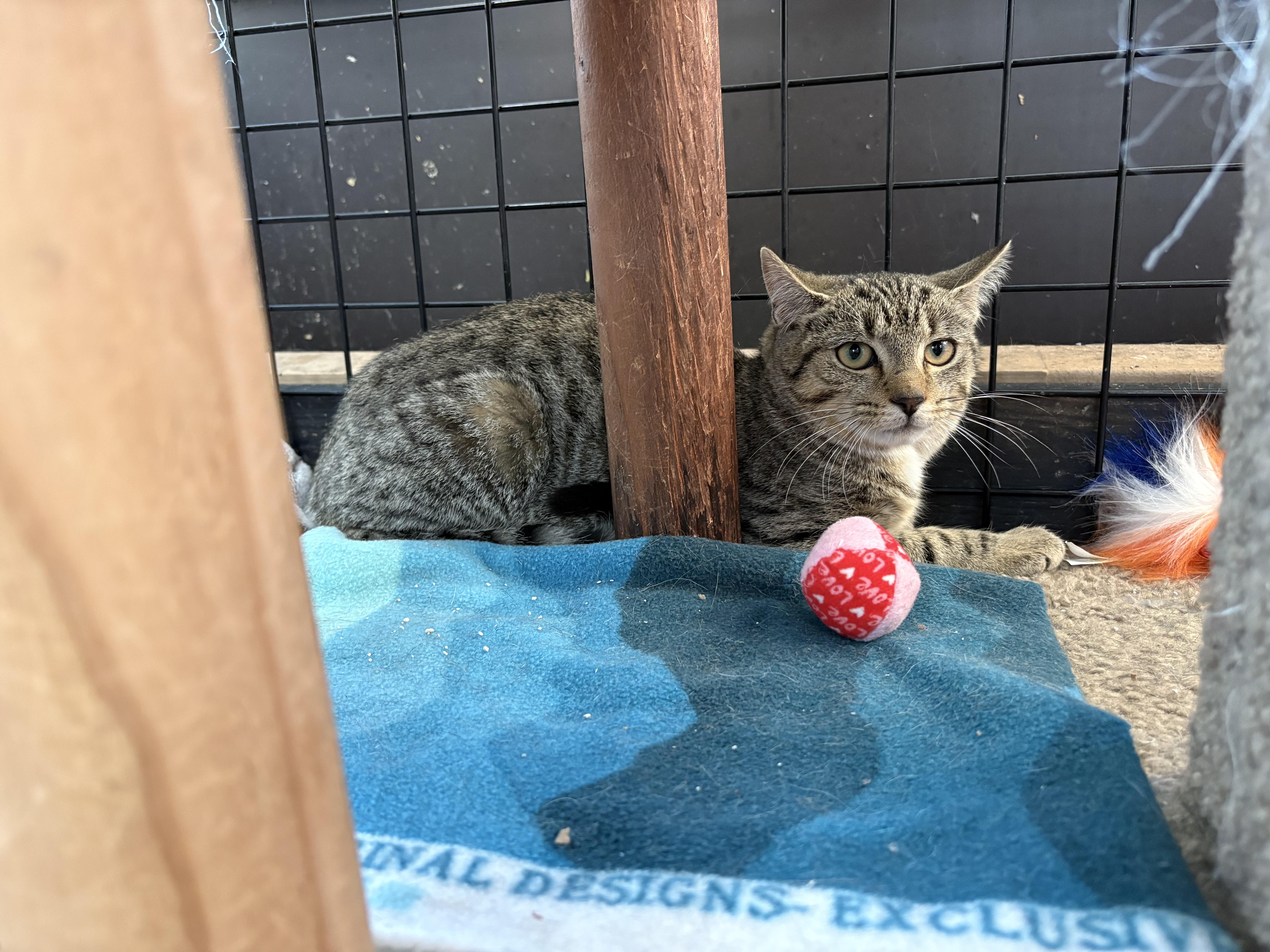 Tristy-Pet valu Port Credit