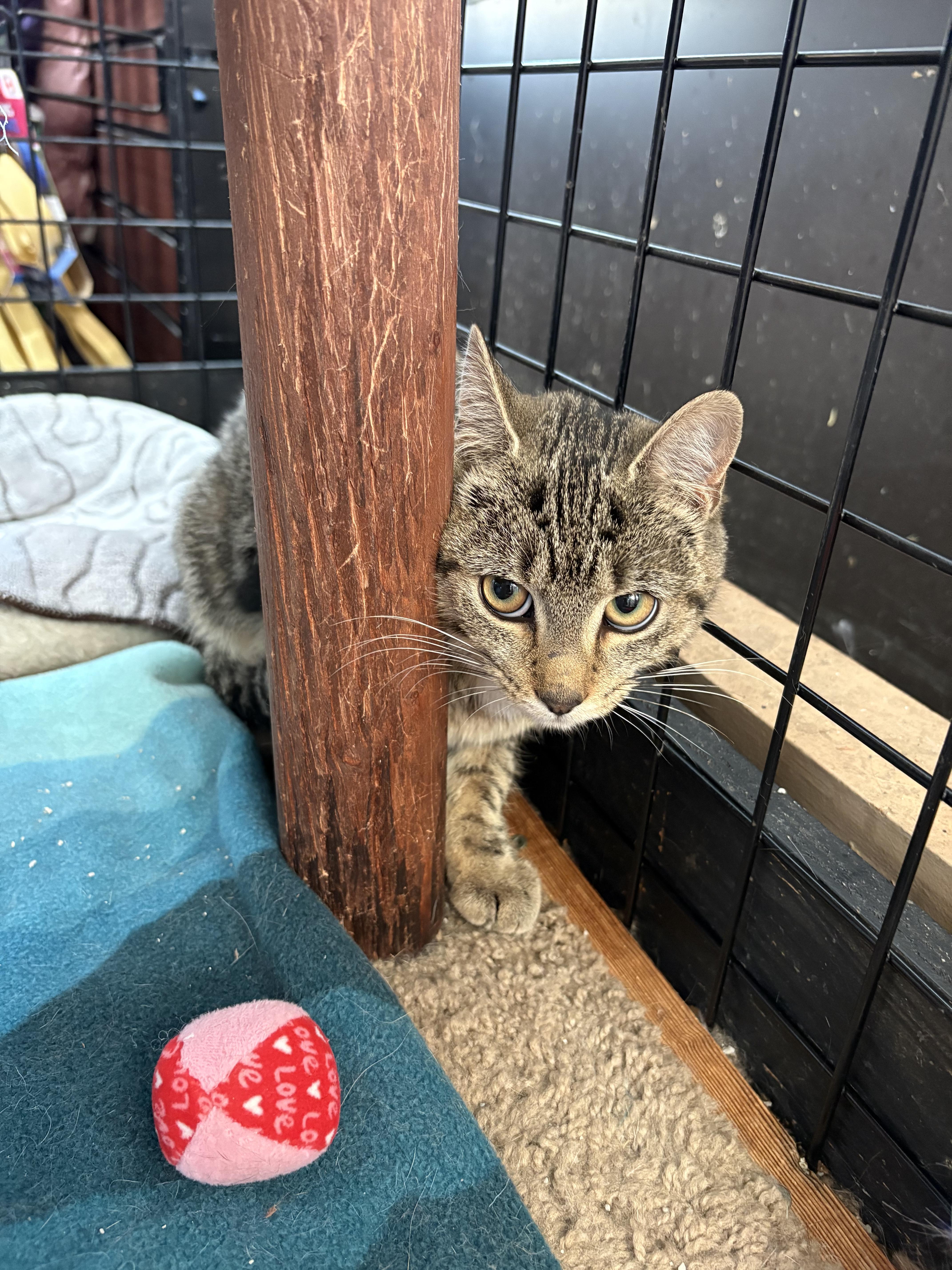 Tristy-Pet valu Port Credit