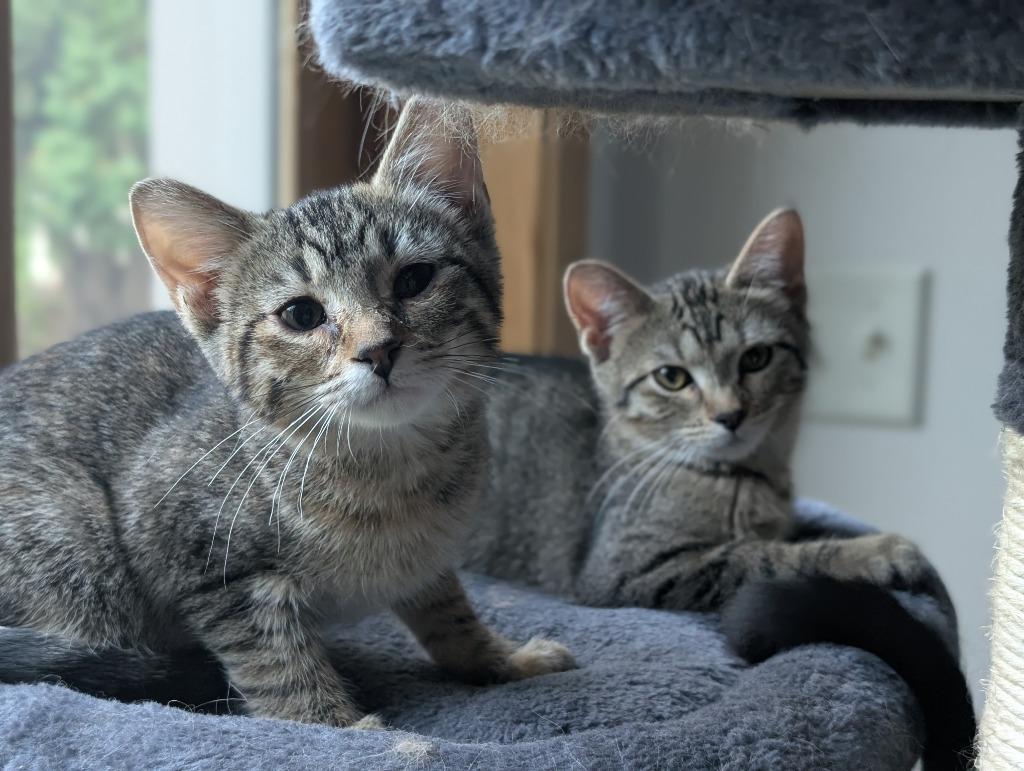 Sprout / Fern, Adoptable, Kitten Female Domestic Short Hair.