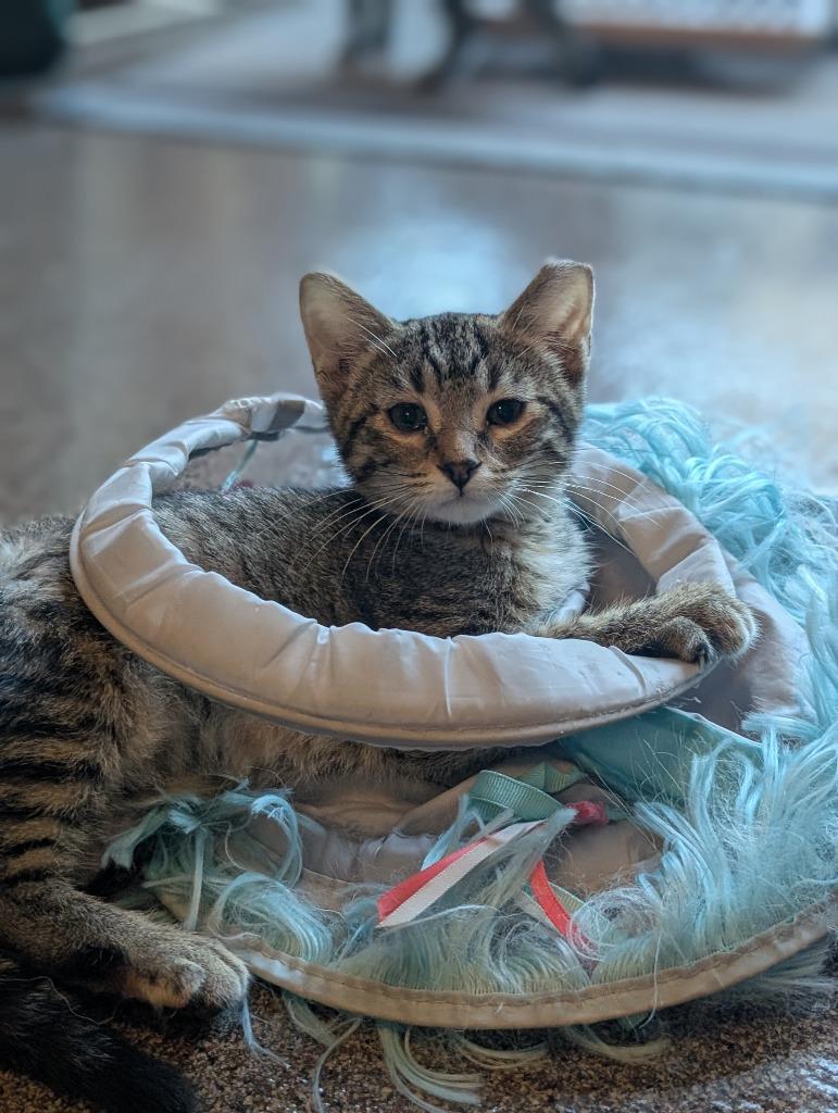 Enlarge Sprout / Fern, a Adoptable mixed breed in Minneapolis, MN image 2/5