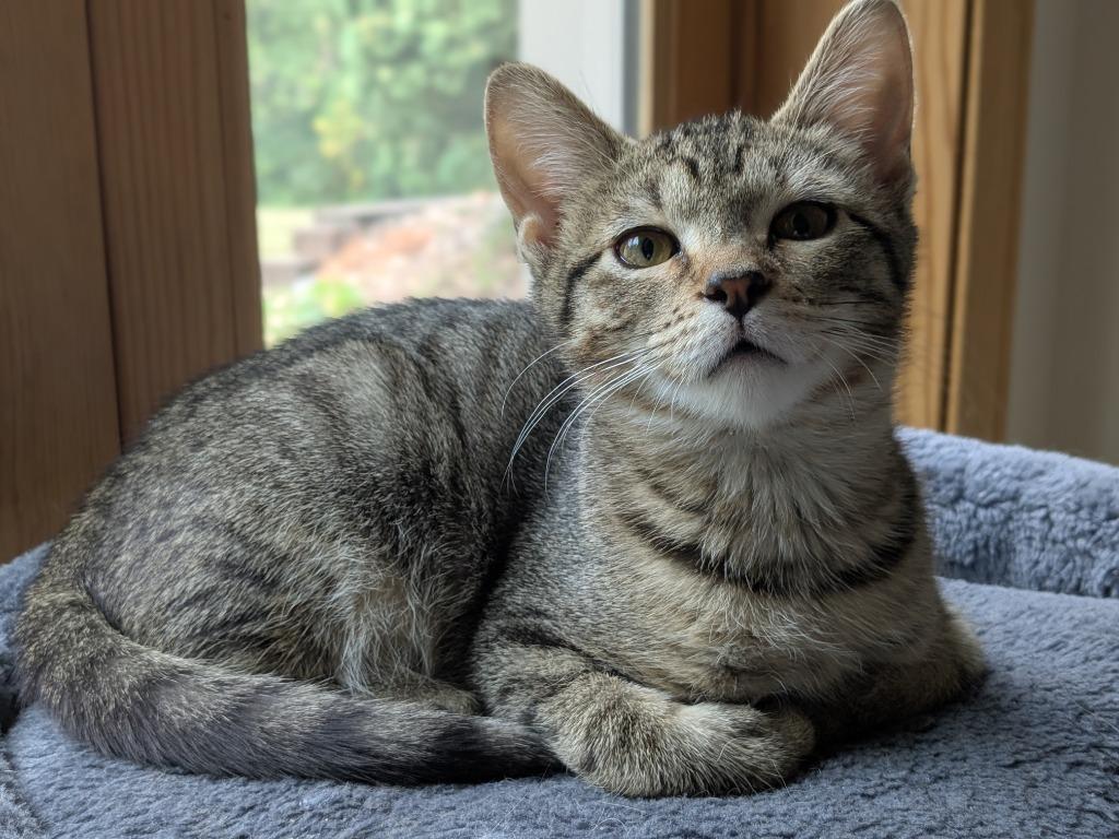 Enlarge Sprout / Fern, a Adoptable mixed breed in Minneapolis, MN image 3/5
