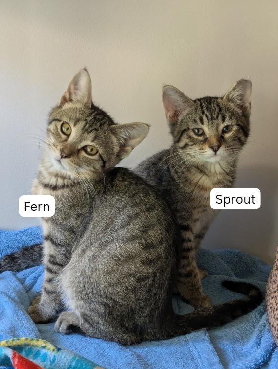 Enlarge Sprout / Fern, a Adoptable mixed breed in Minneapolis, MN image 4/5