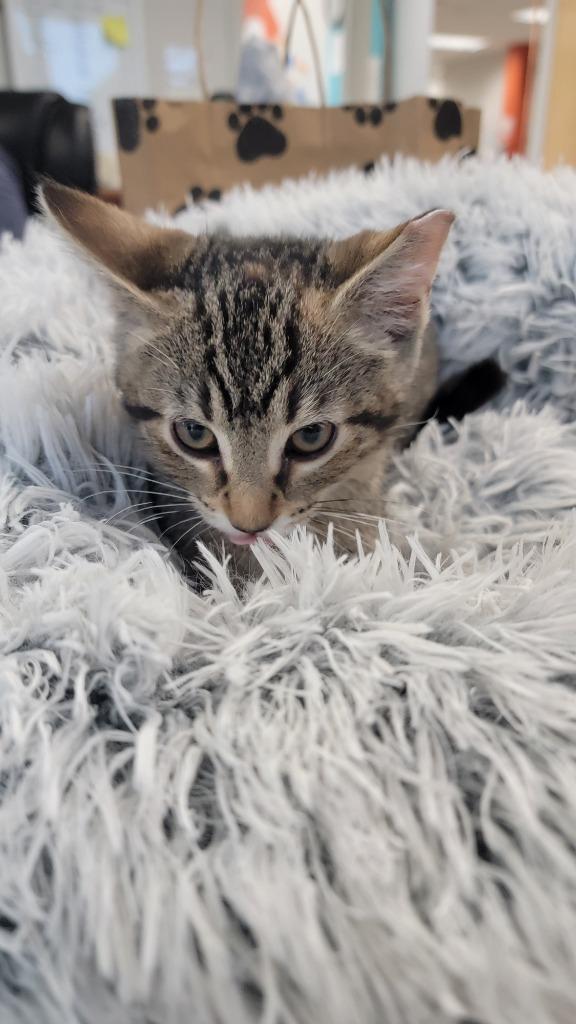 Enlarge Sprout / Fern, a Adoptable mixed breed in Minneapolis, MN image 5/5