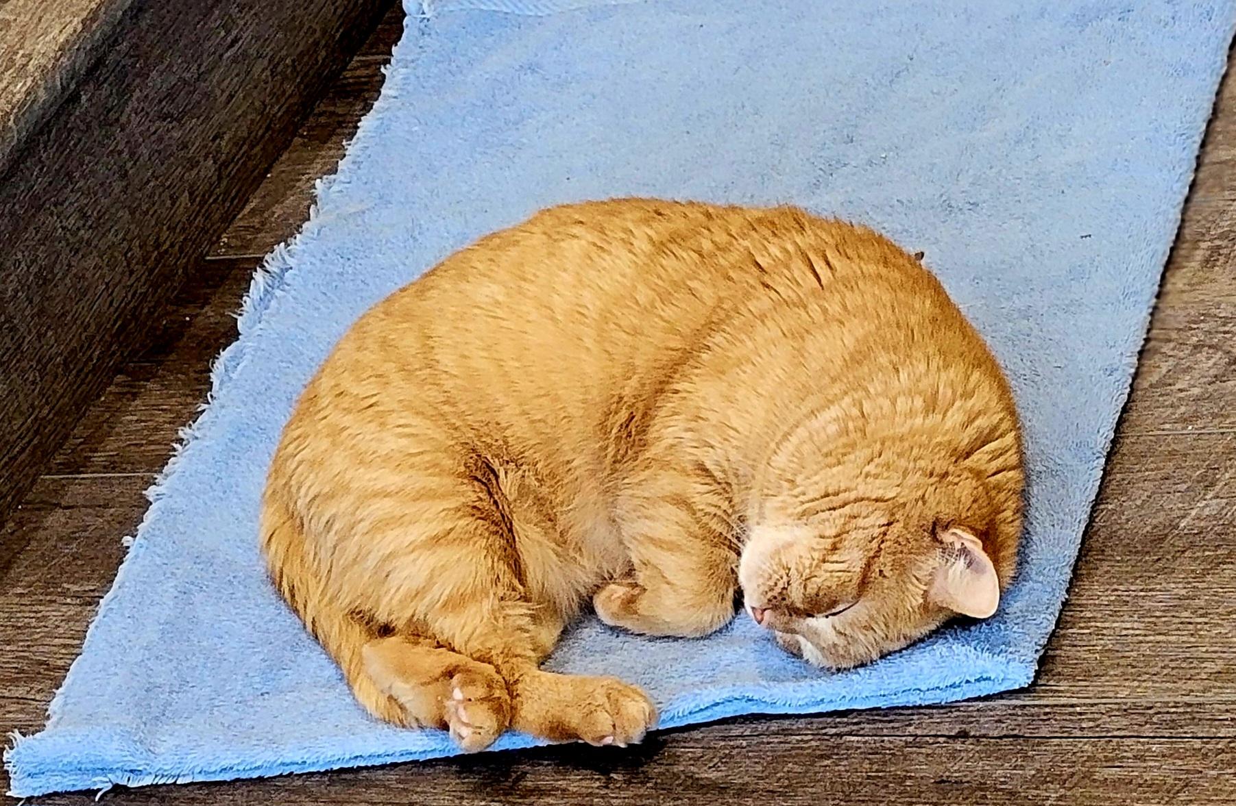 Pumpkin Spice, a Adoptable American Shorthair in Bertram, TX image 1/4
