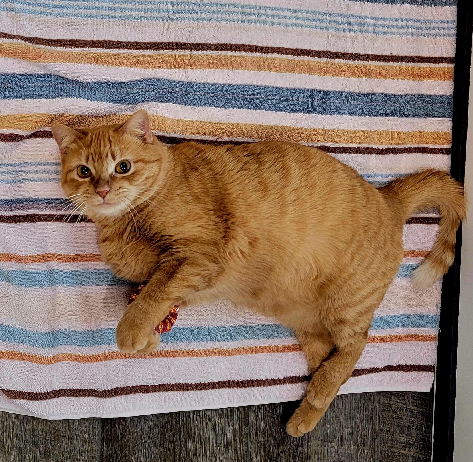 Pumpkin Spice, an adoptable American Shorthair in Bertram, TX, 78605 | Photo Image 4